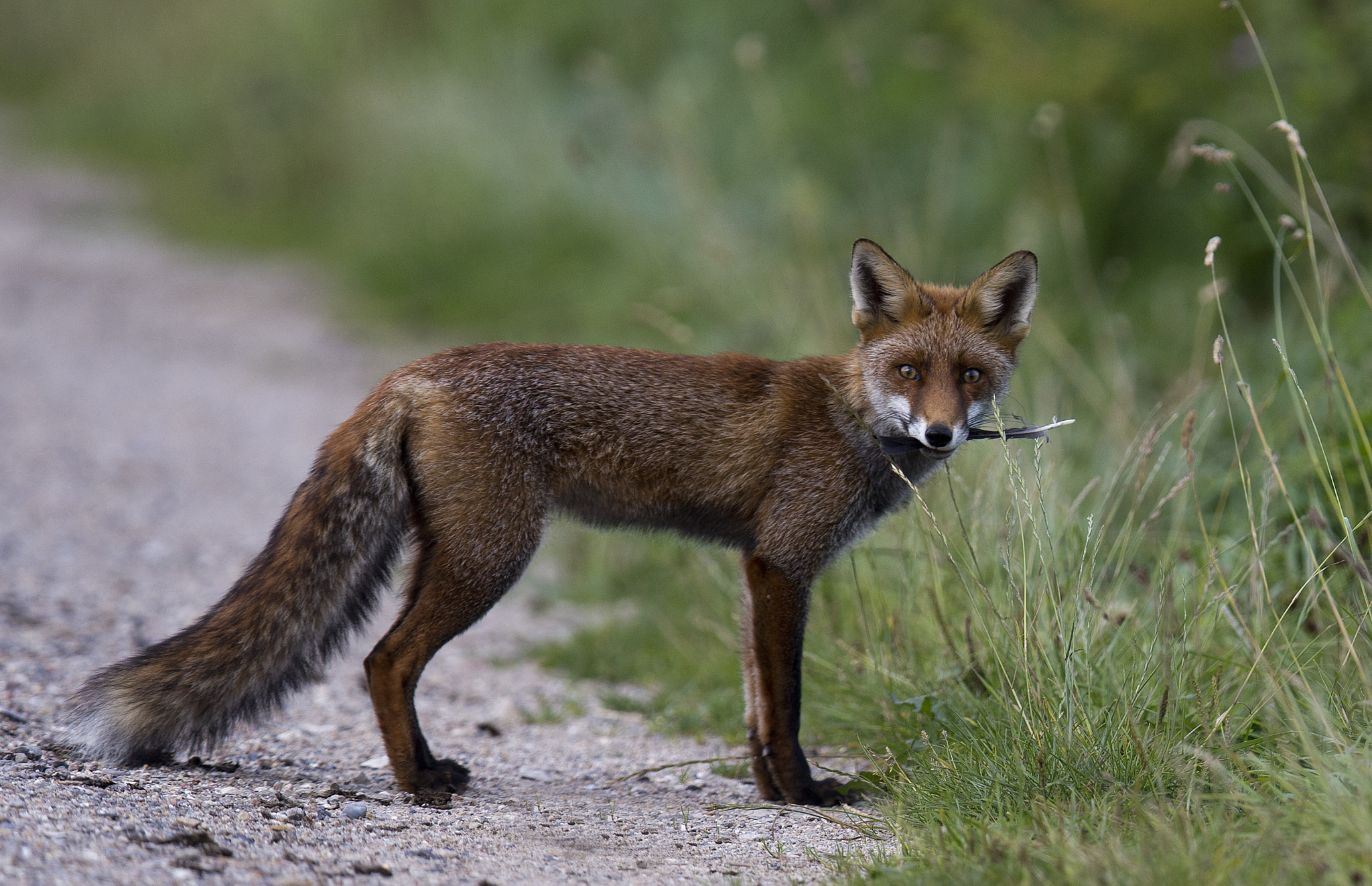 Canon EF 400mm F2.8L IS II USM sample photo. Fox photography