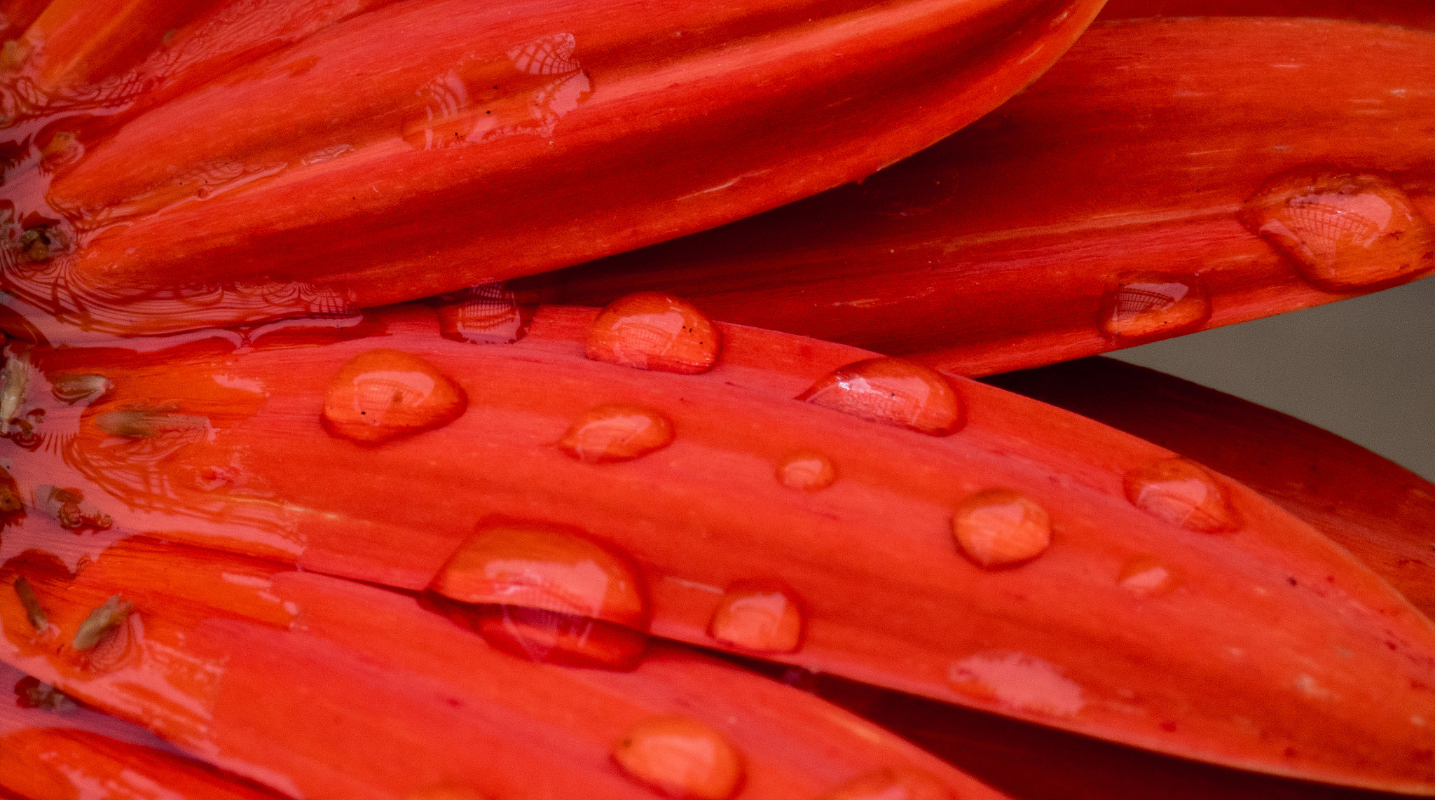 Nikon AF-S Micro-Nikkor 105mm F2.8G IF-ED VR sample photo. Orange flower in rain photography