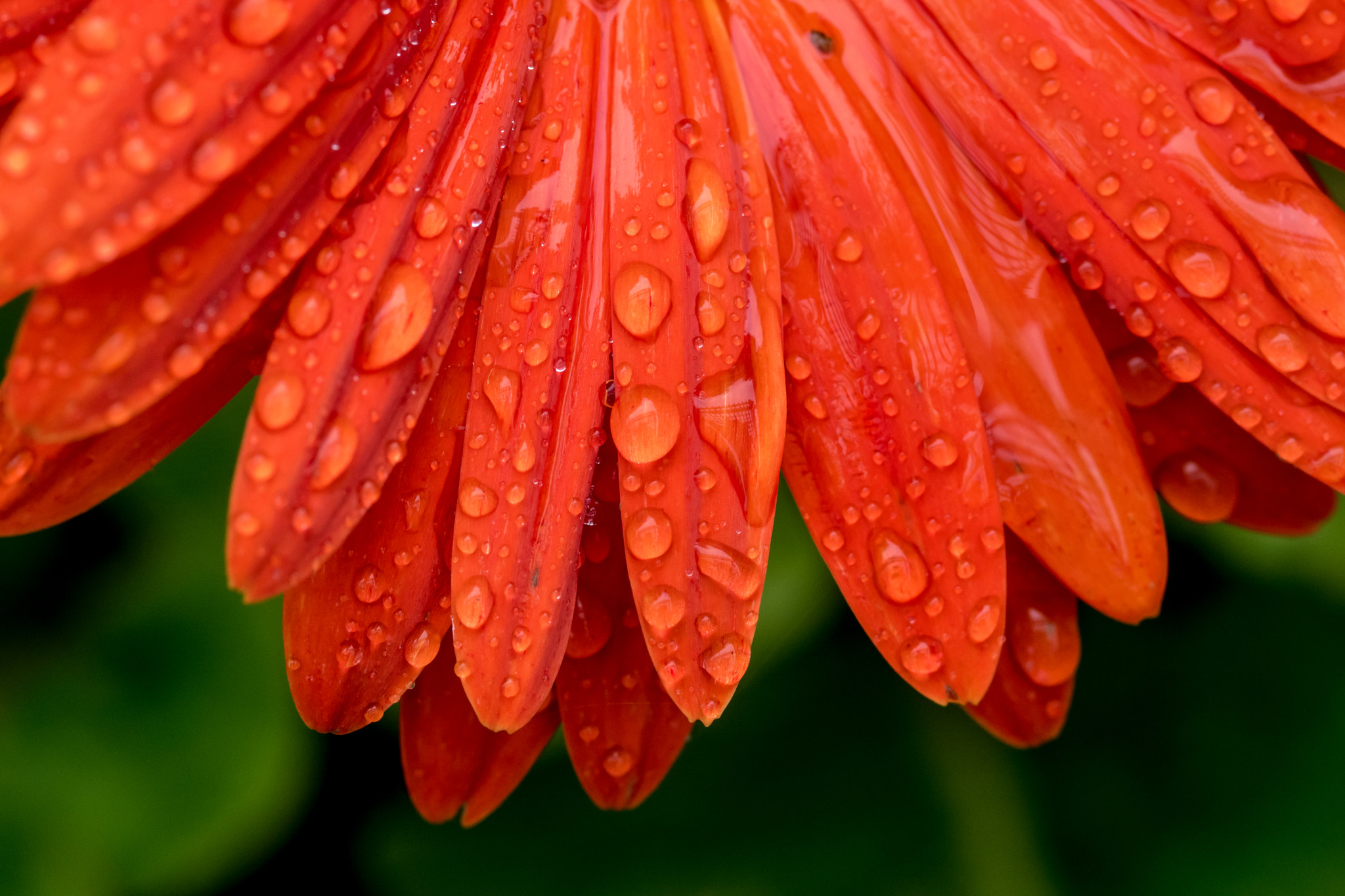 Nikon AF-S Micro-Nikkor 105mm F2.8G IF-ED VR sample photo. Orange flower in rain photography