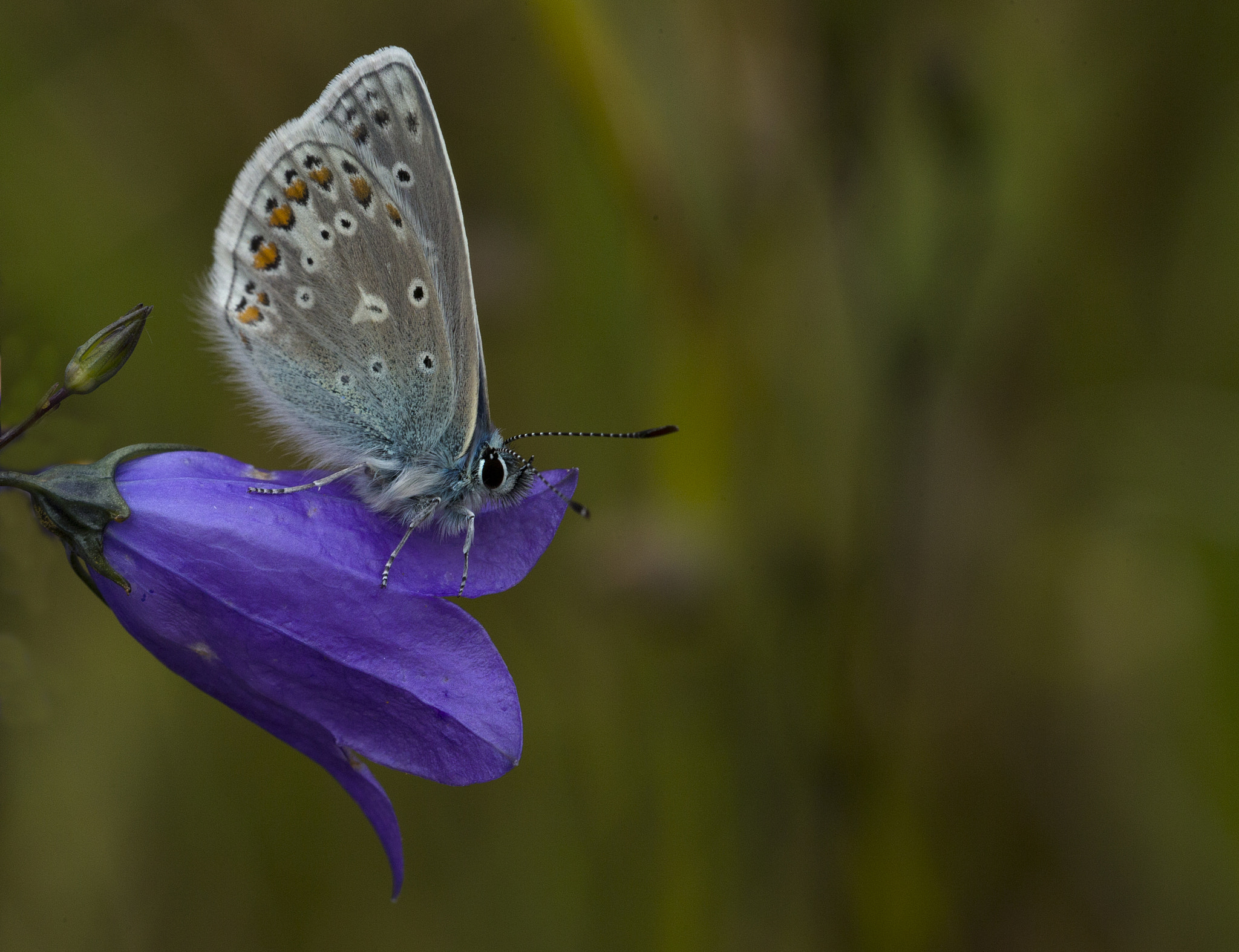 Sigma 150mm f/2.8 EX DG OS HSM APO Macro sample photo. Polyommatus icarus photography
