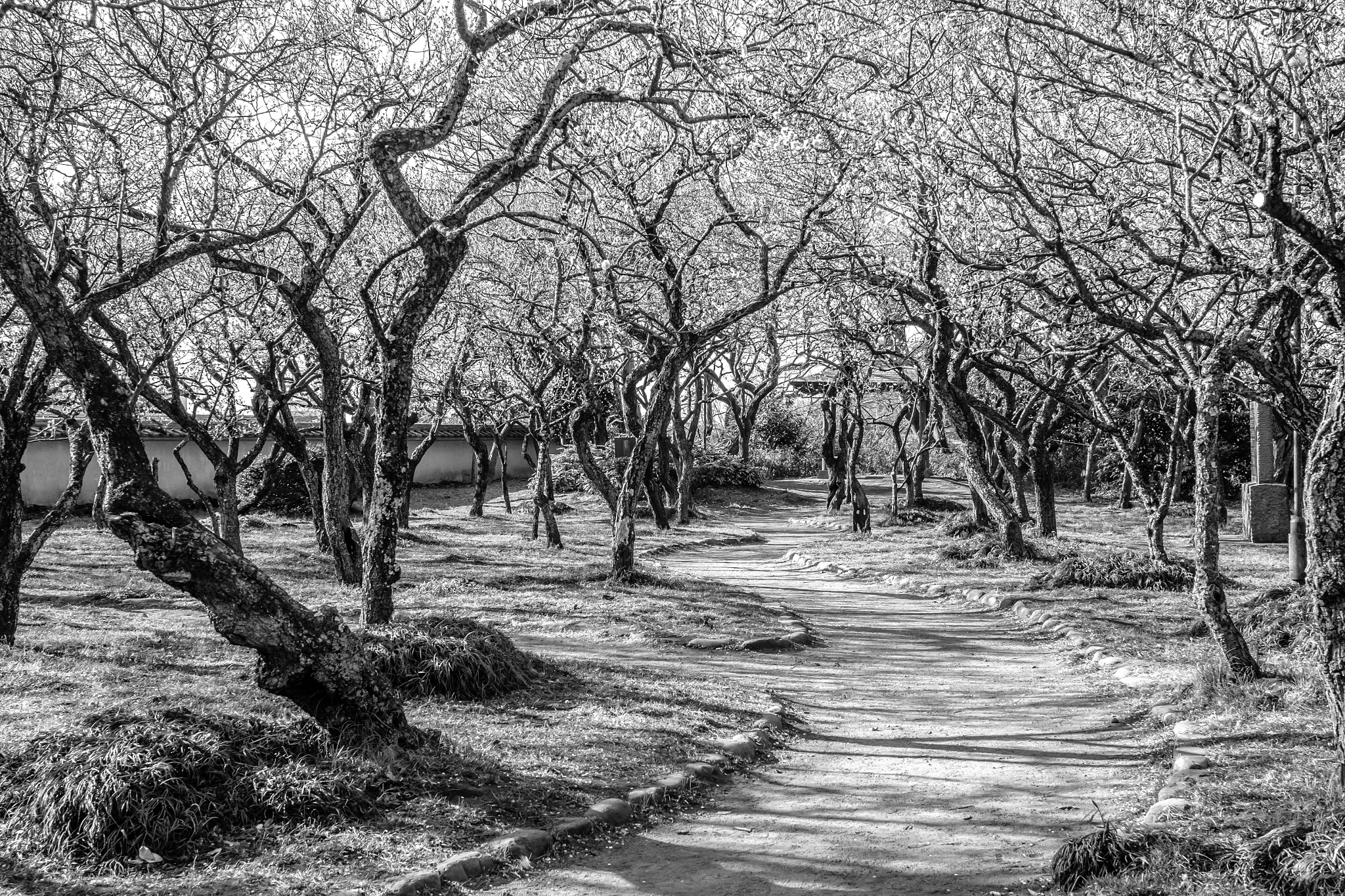 Fujifilm X-Pro1 sample photo. The plum garden to myself photography