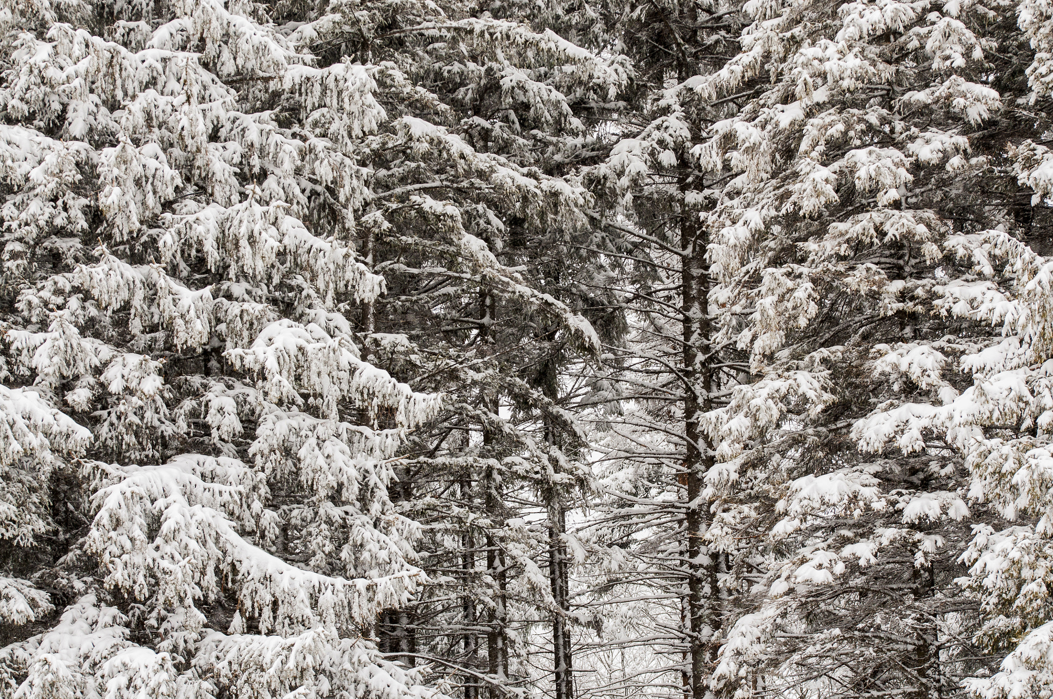 Sigma 105mm F2.8 EX DG OS HSM sample photo. White trees photography