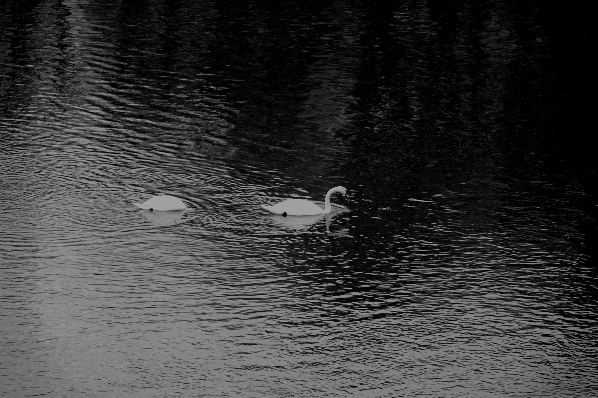 Sony Cyber-shot DSC-RX10 + Sony 24-200mm F2.8 sample photo. Two anglers photography