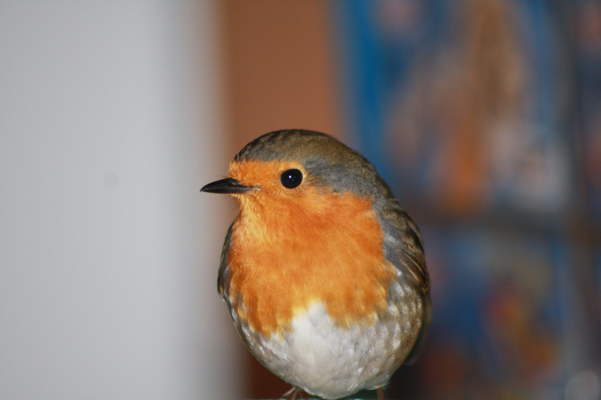 Sigma 70-300mm F4-5.6 APO DG Macro sample photo