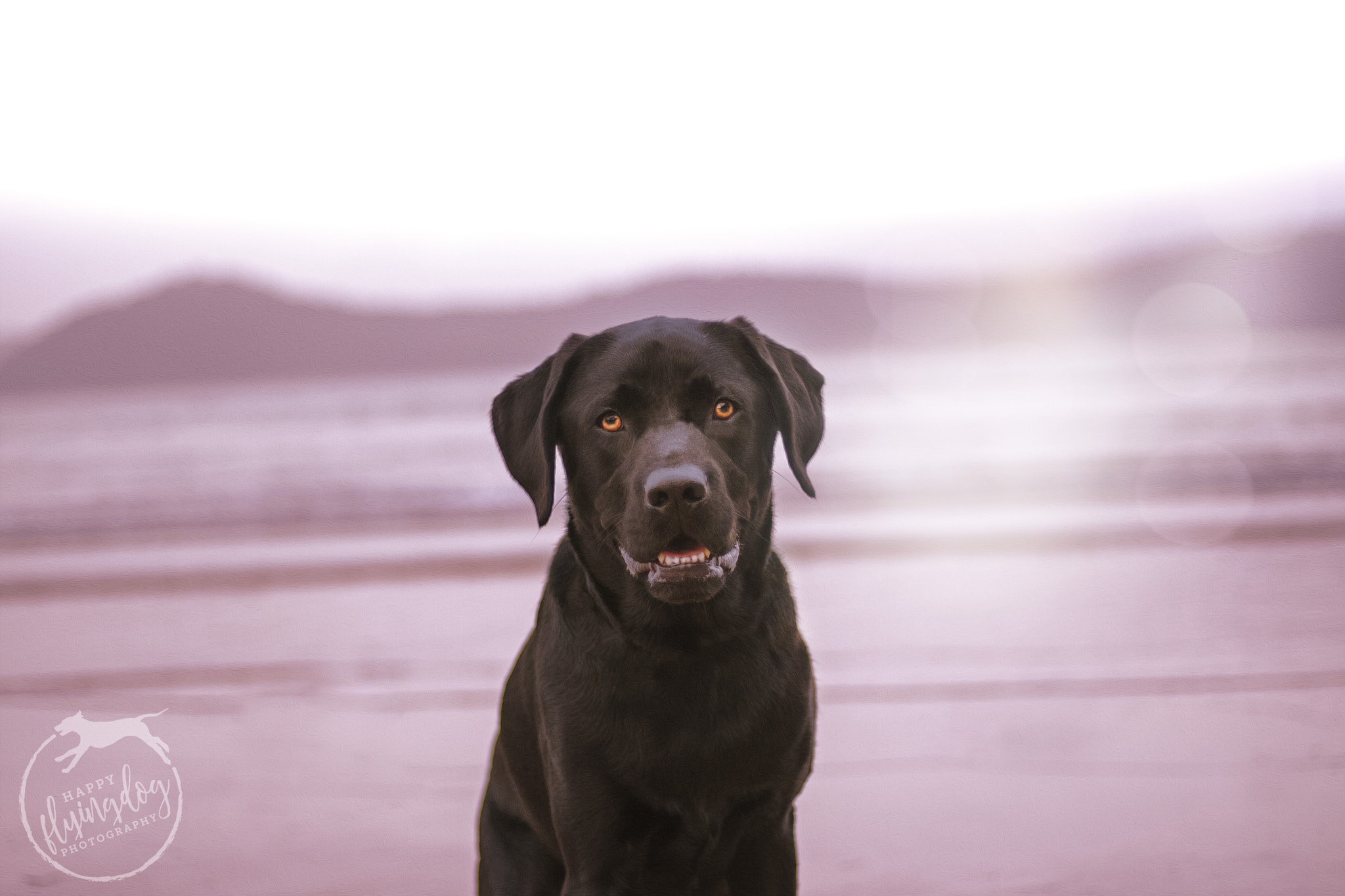 Canon EOS 50D + Canon EF 50mm F1.8 STM sample photo. Purple waves photography