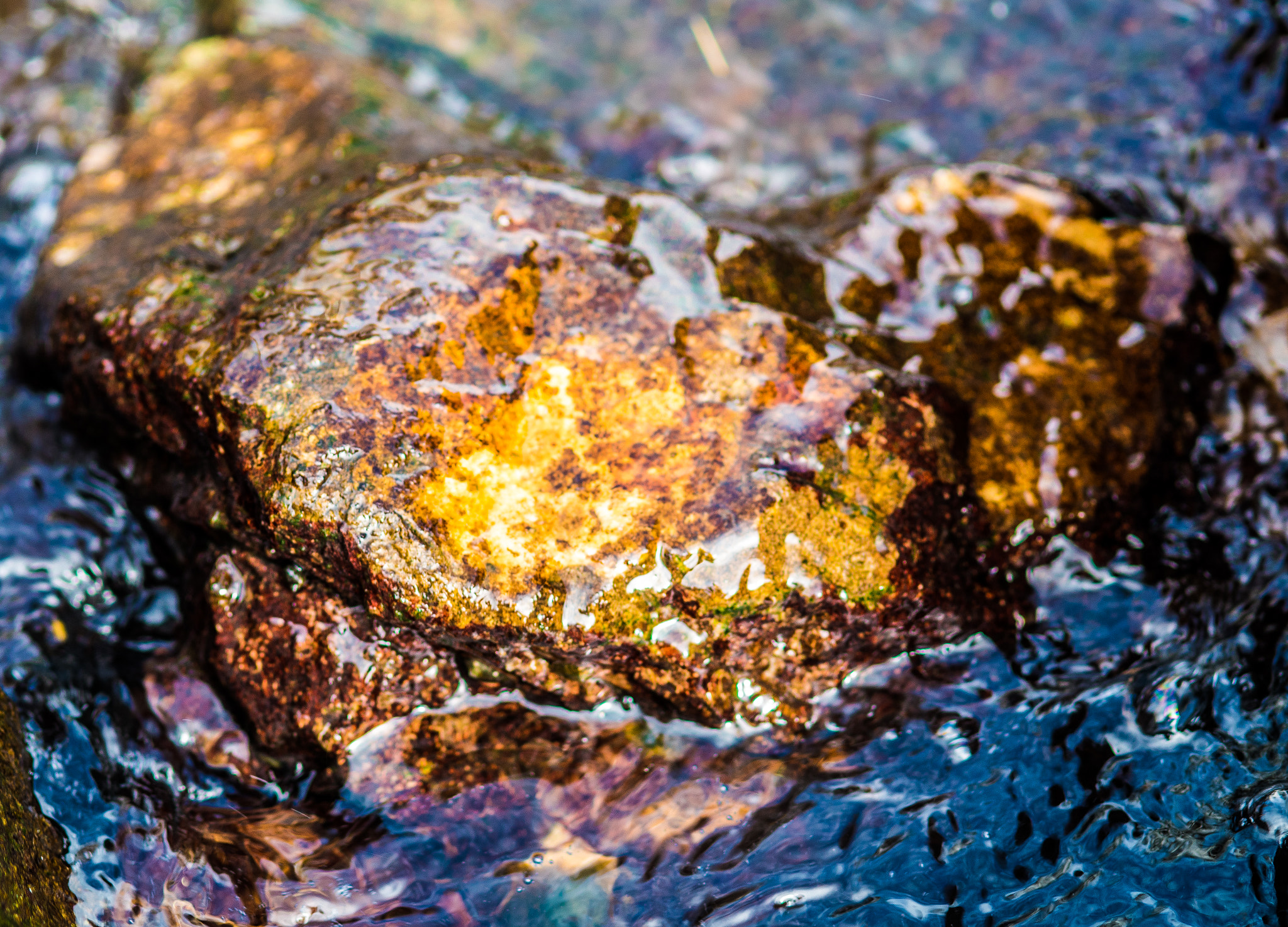 Nikon AF-S Micro-Nikkor 105mm F2.8G IF-ED VR sample photo. Sausalito tidepools photography