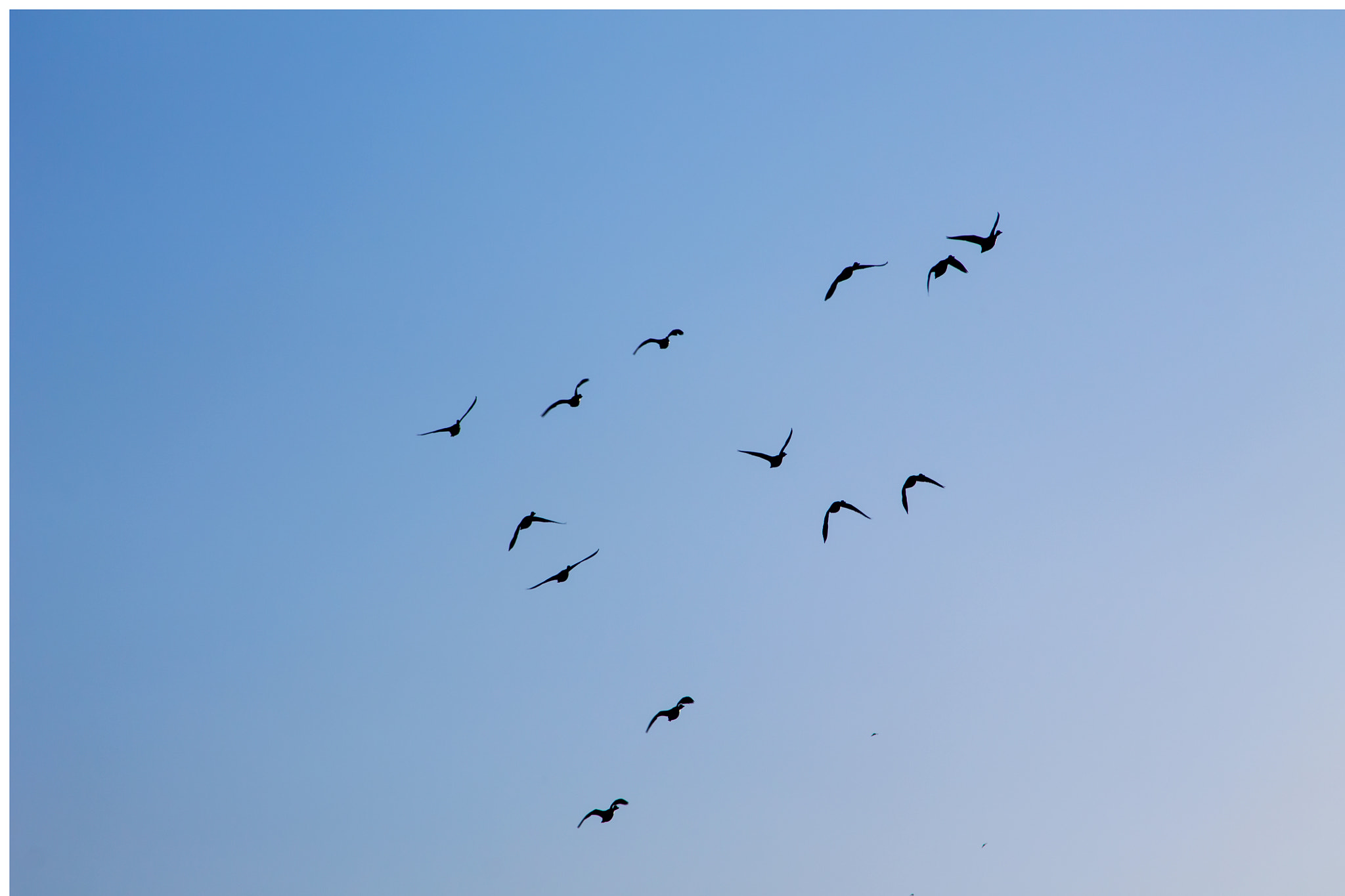 Canon EF 55-200mm F4.5-5.6 II USM sample photo. Ducks photography