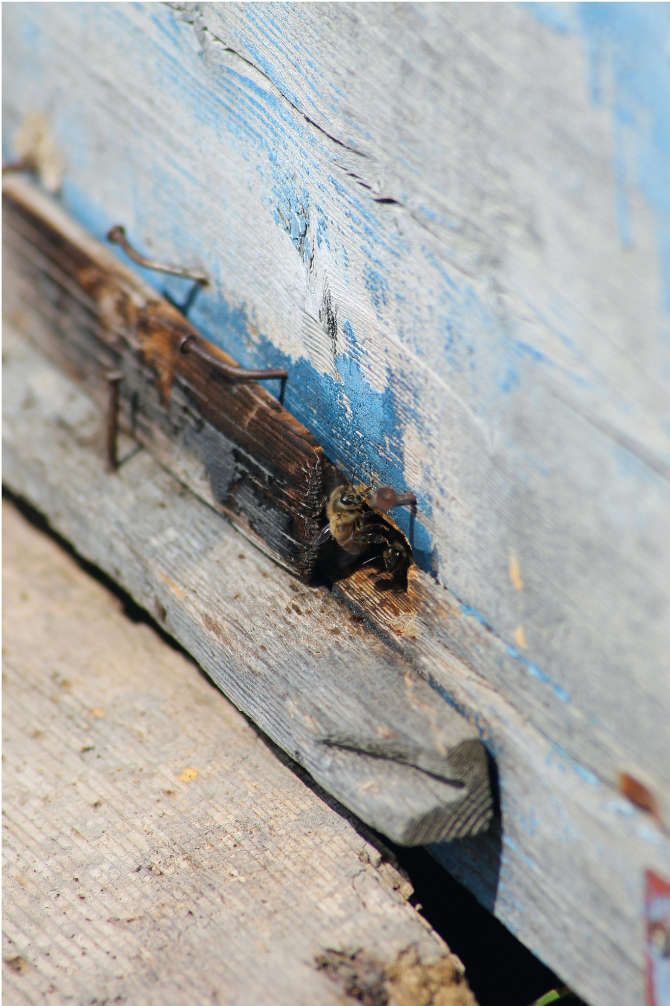 Canon EF 55-200mm F4.5-5.6 II USM sample photo. Bee photography