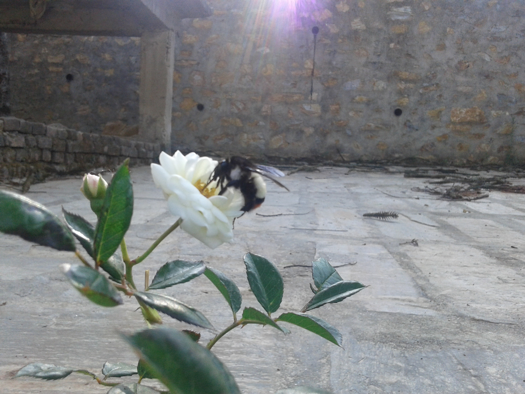 Samsung Galaxy Grand Neo Plus sample photo. Morning photography photography