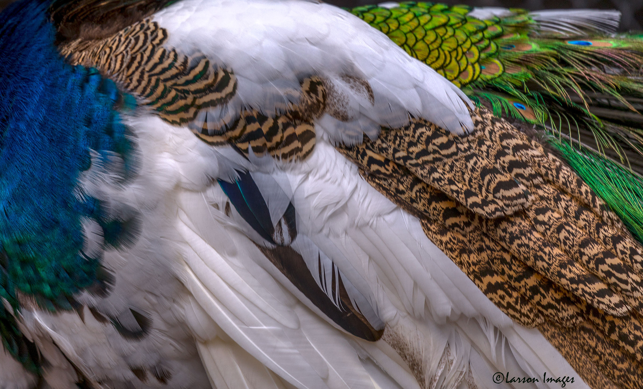 Tamron SP 150-600mm F5-6.3 Di VC USD sample photo. Peacock feathers photography