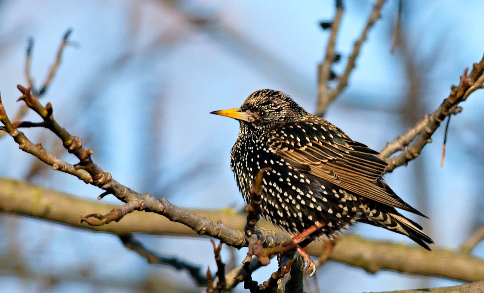 Nikon D610 sample photo. Common starling photography