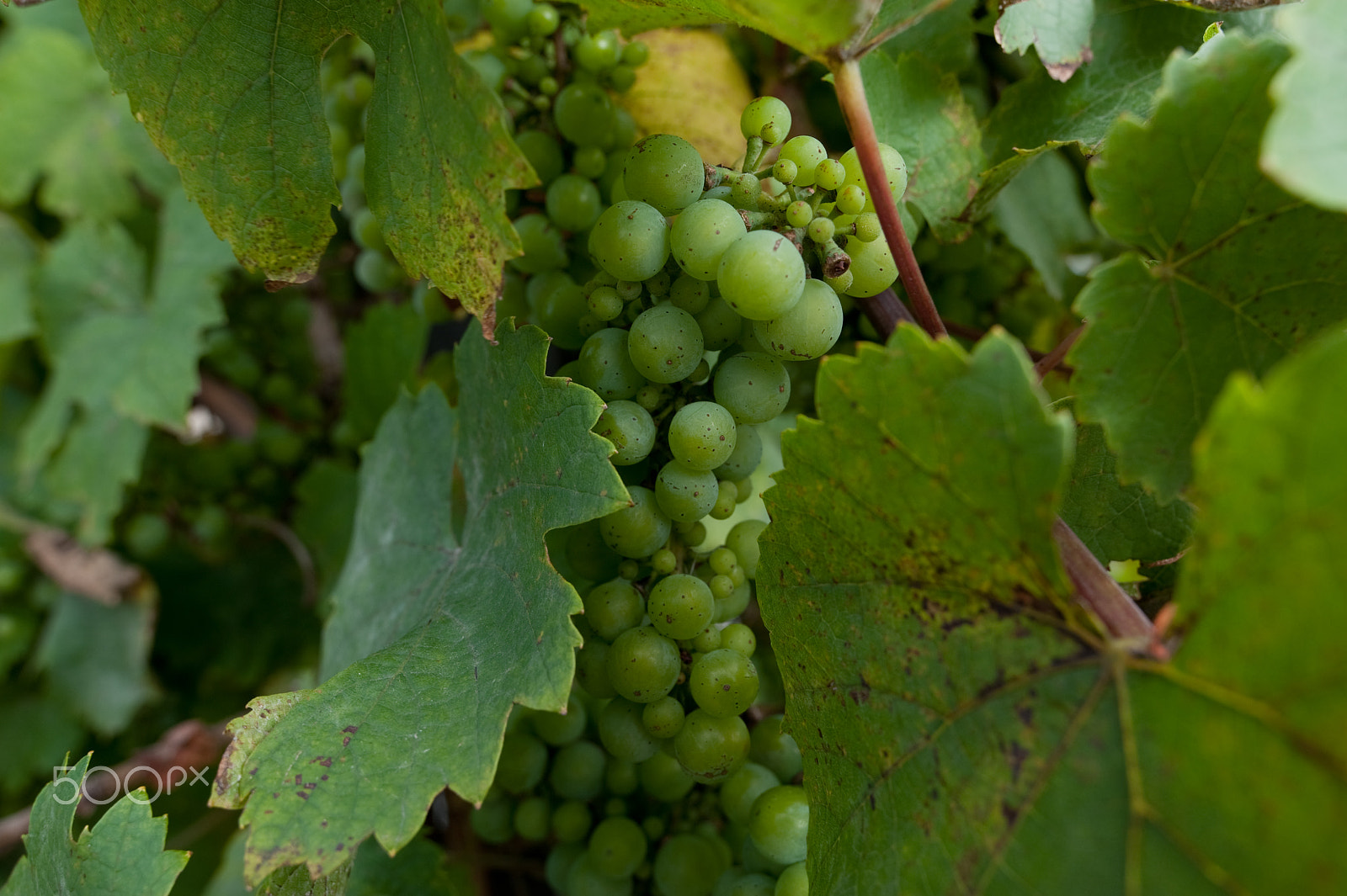 Nikon PC-E Nikkor 24mm F3.5D ED Tilt-Shift sample photo. Vine grapes photography