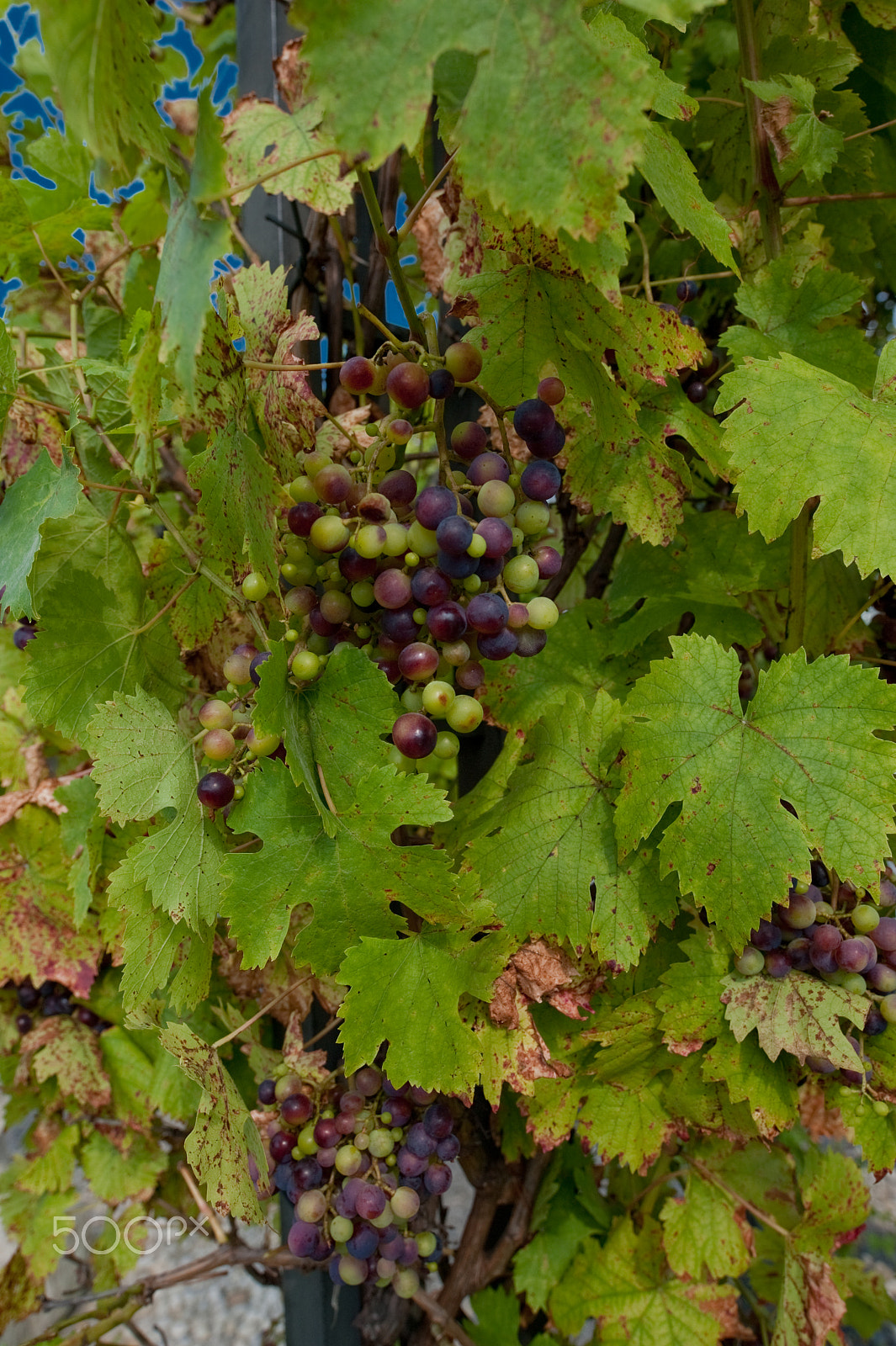 Nikon D700 sample photo. Vine grapes photography