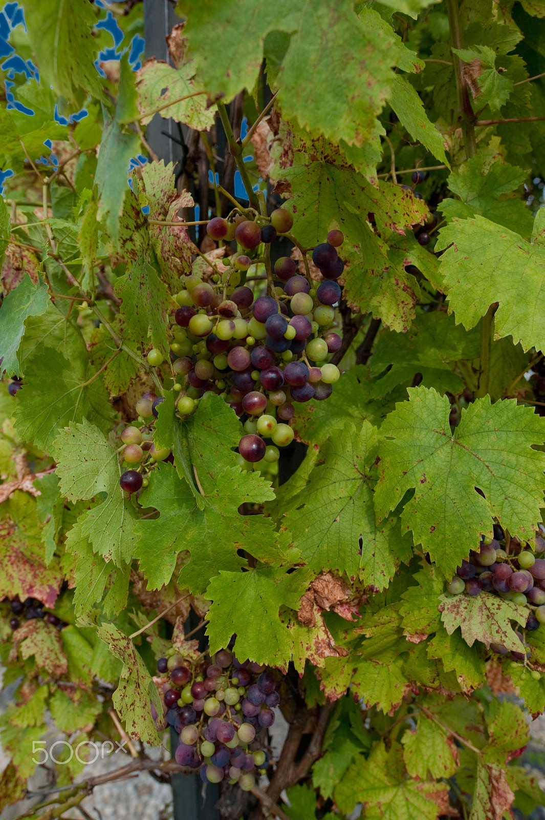 Nikon D700 + Nikon PC-E Nikkor 24mm F3.5D ED Tilt-Shift sample photo. Vine grapes photography