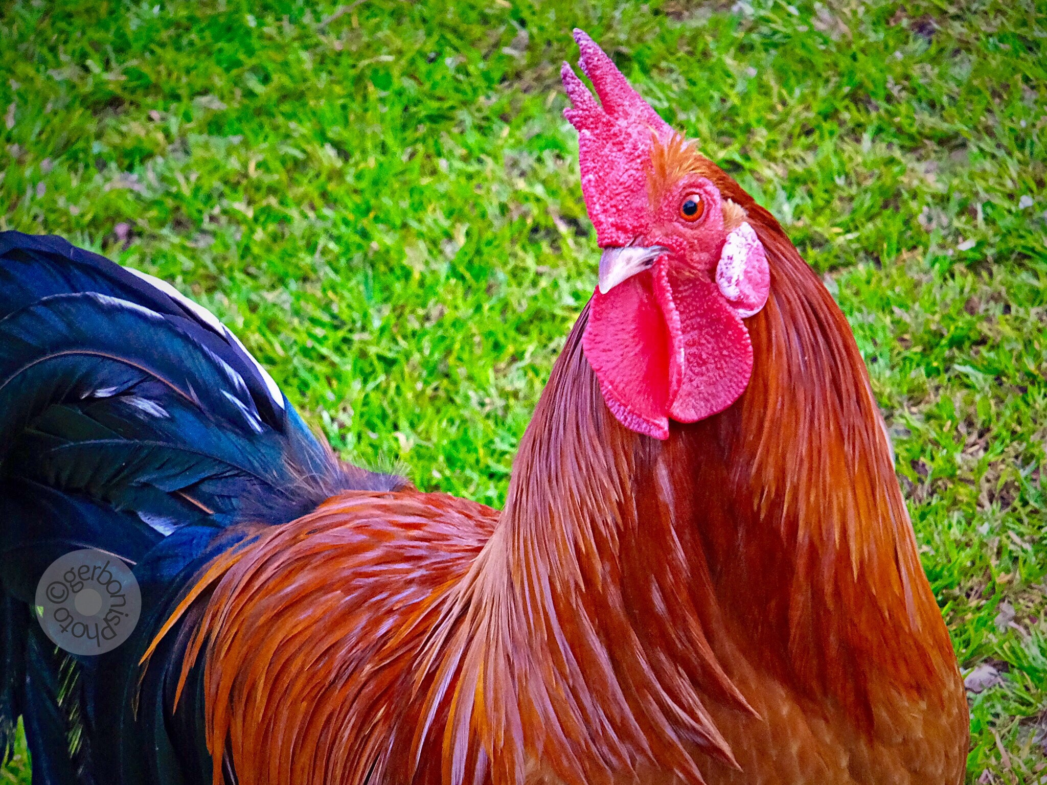 Fujifilm FinePix F900EXR sample photo. The rooster's natural alarm clock in the morning  photography