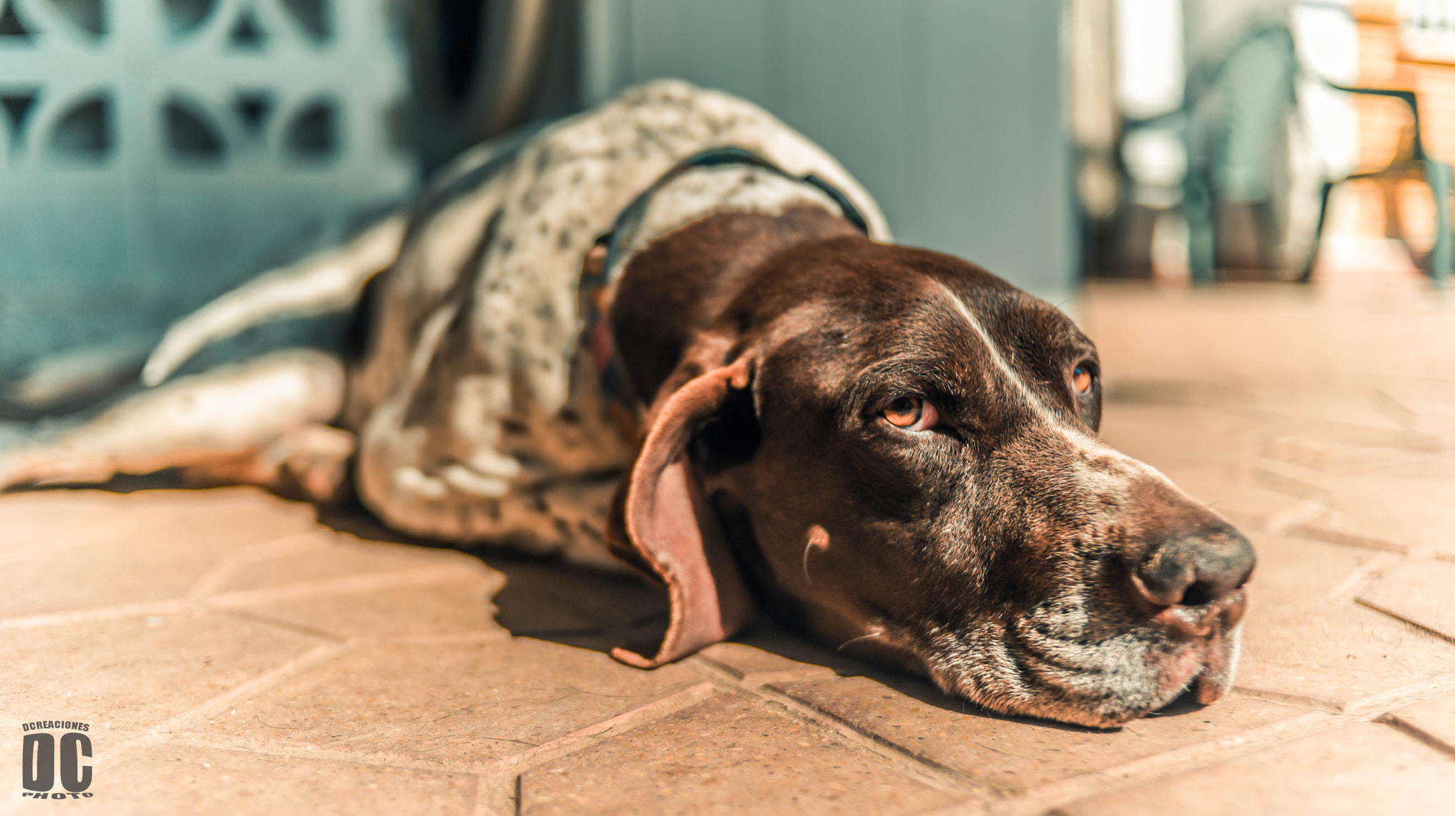 Nikon D750 + Nikon AF-S DX Nikkor 35mm F1.8G sample photo. Old bogart photography