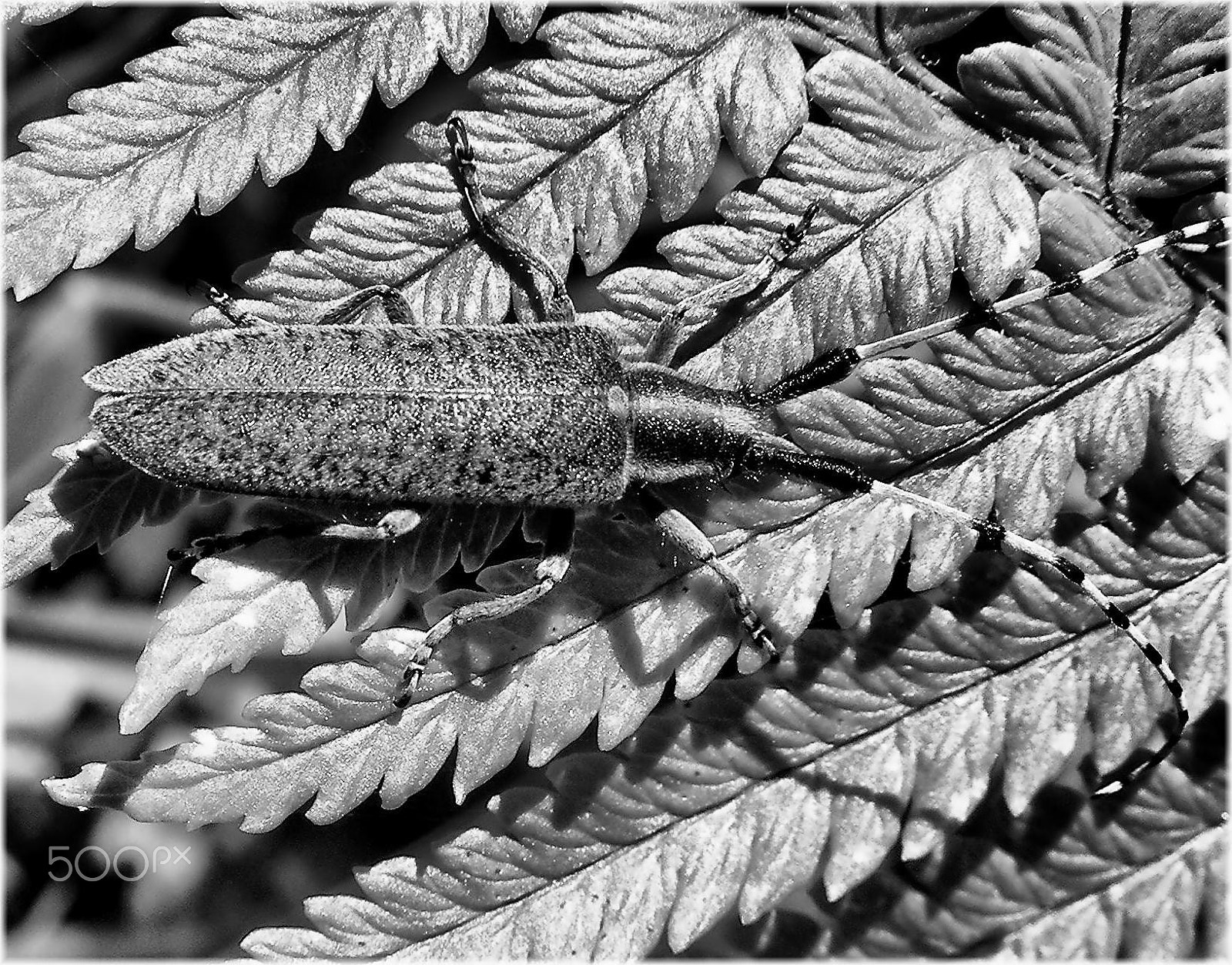 Nikon COOLPIX S4 sample photo. Escarabajo photography