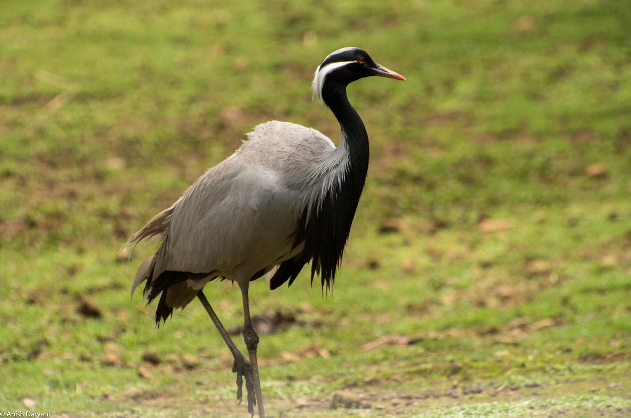 Nikon D810 sample photo. Bloodshot eyes (of a common crane) photography