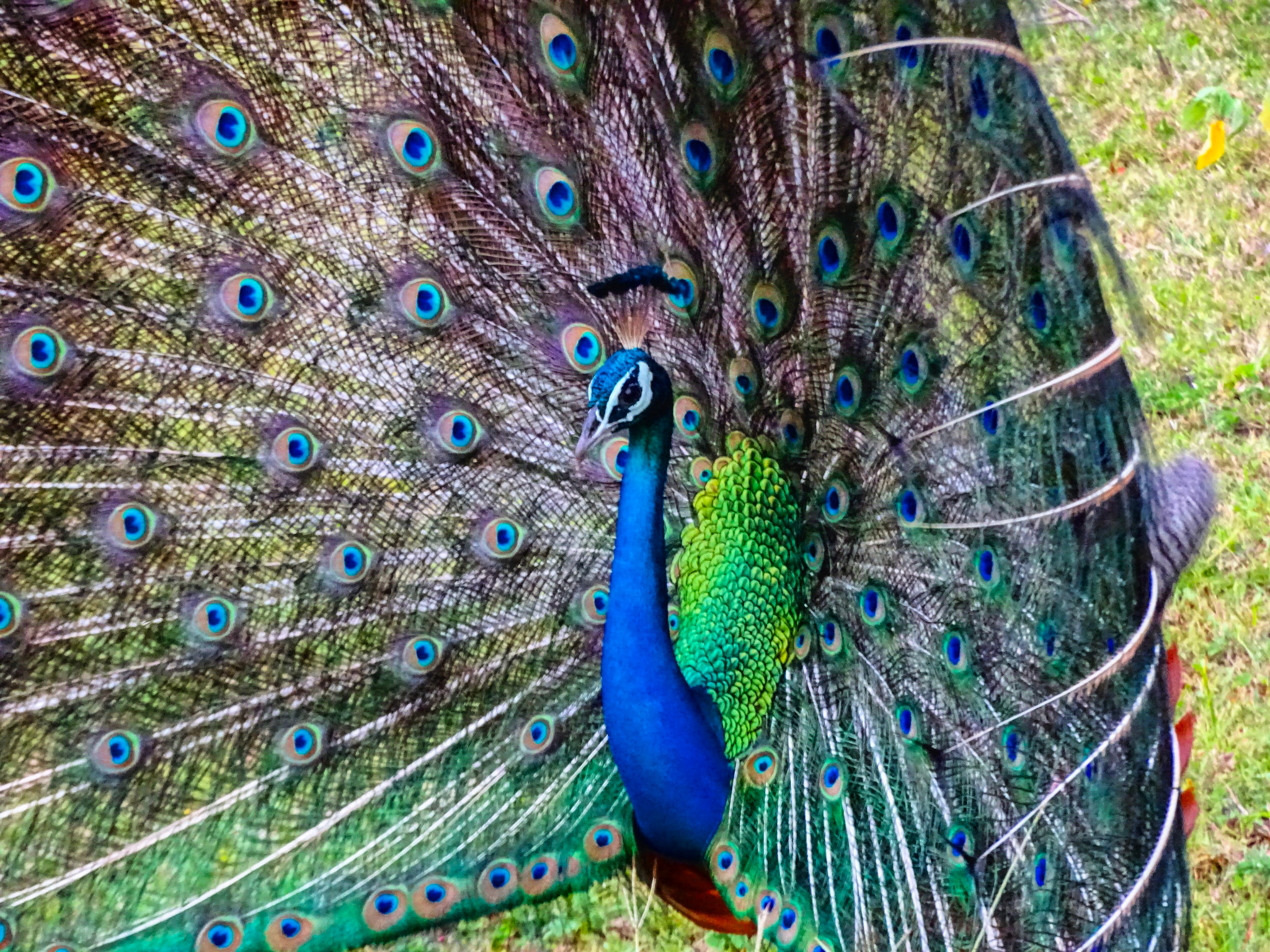 Sony 24-210mm F2.8-6.3 sample photo. Peacock photography