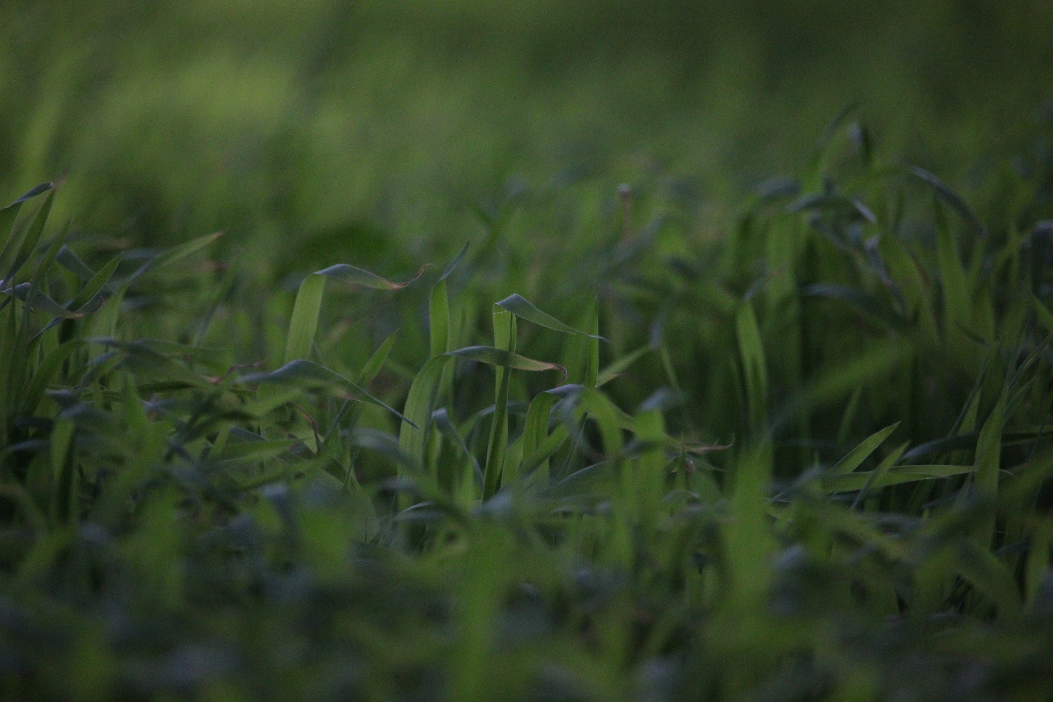 Canon EF-S 55-250mm F4-5.6 IS STM sample photo. Peaceful dreams photography