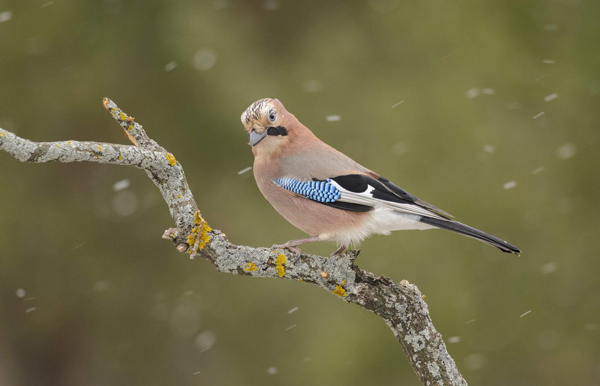 Nikon D7000 + Nikon AF-S Nikkor 300mm F4D ED-IF sample photo. Eurasian jay photography