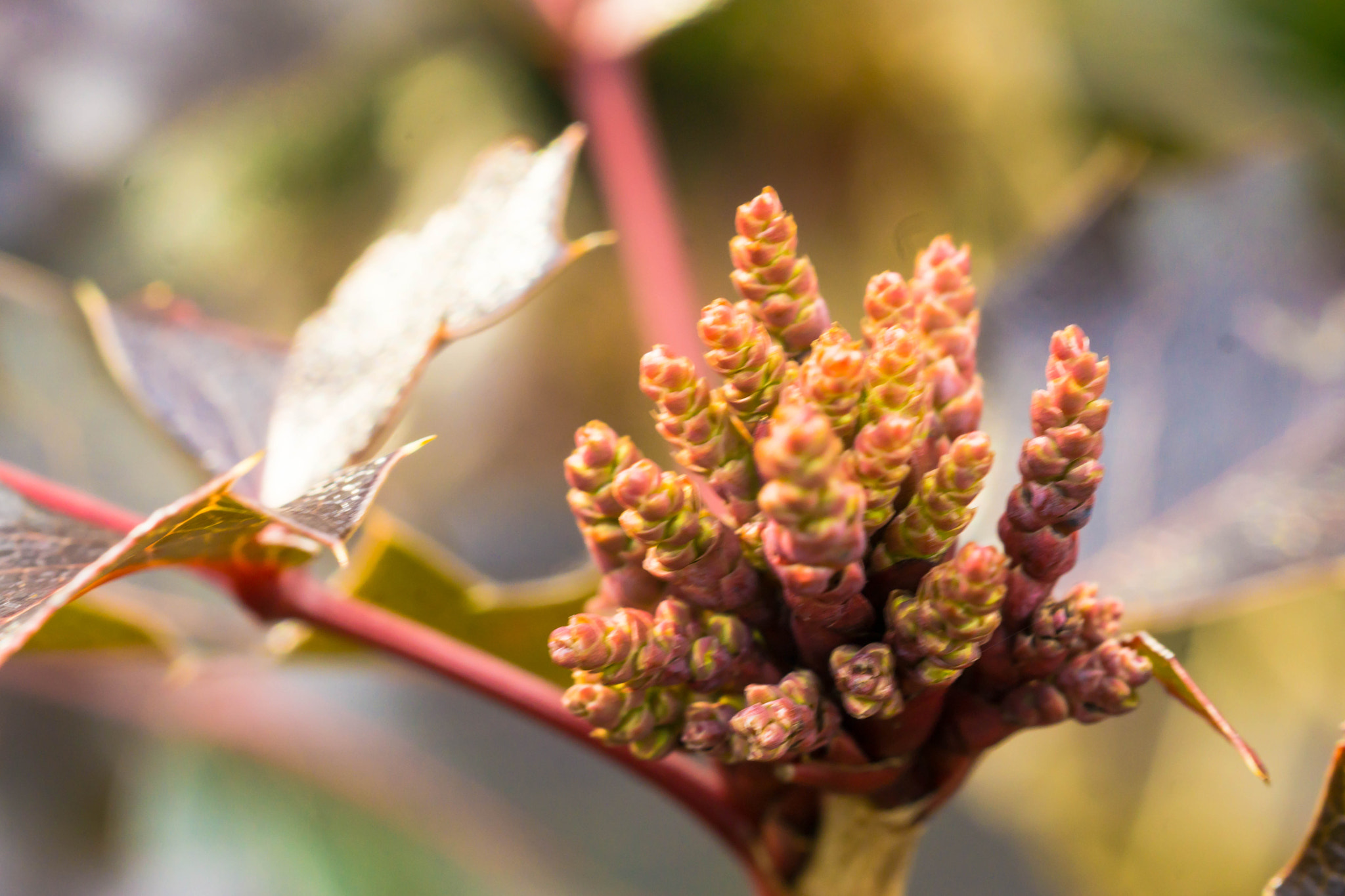 MACRO 50mm F2.8 sample photo. Wartet noch,jungs! photography
