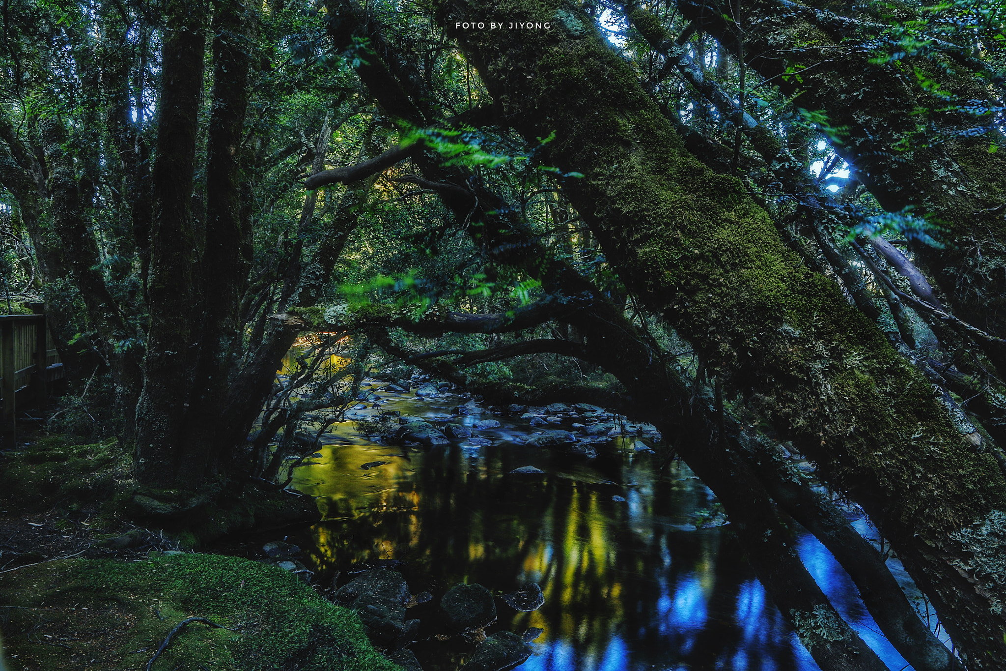 Canon EF 24-70mm F2.8L USM sample photo. Rainforest photography