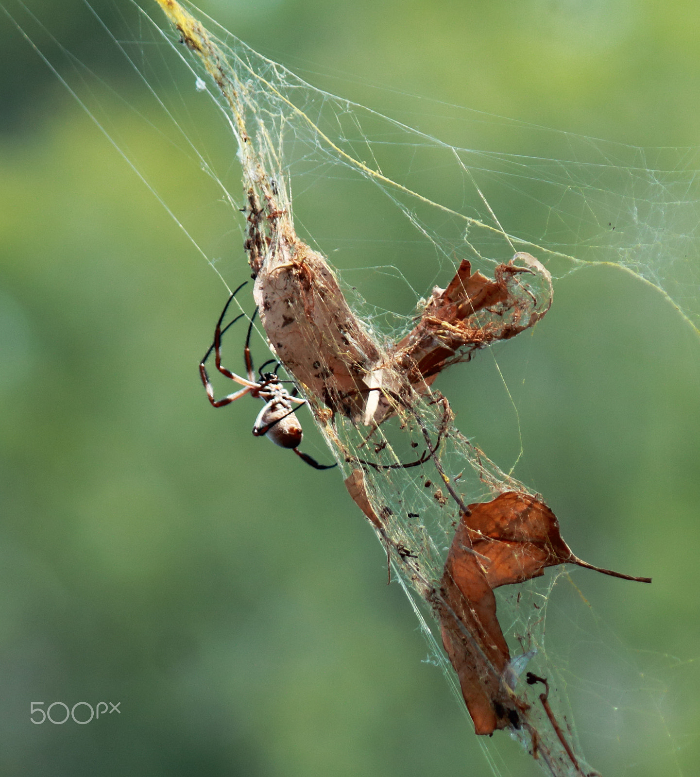 Canon EF-S 55-250mm F4-5.6 IS sample photo. Orb spider photography