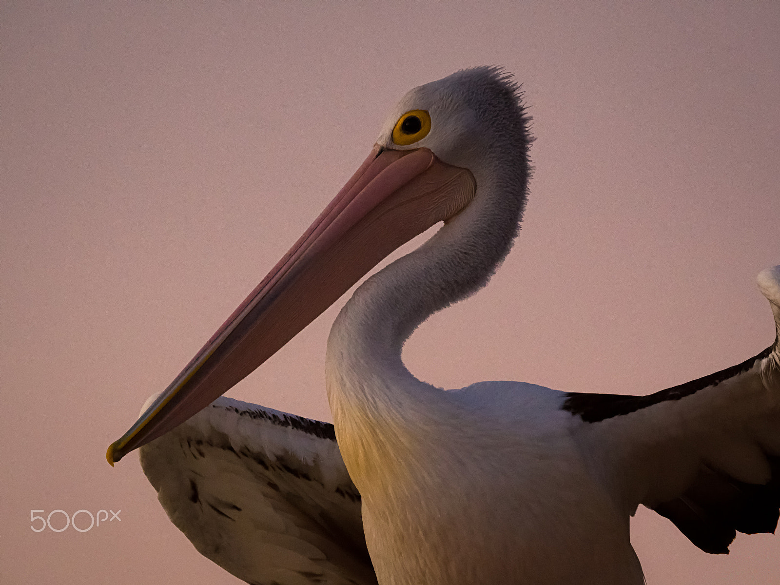 Panasonic Lumix DMC-GH4 + LEICA DG 100-400/F4.0-6.3 sample photo. Australian pelican at sunset photography