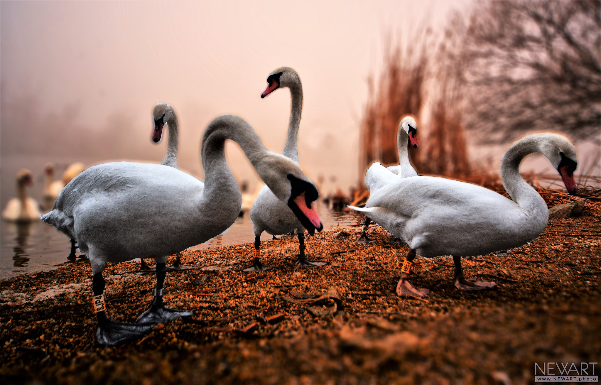 Canon EOS-1Ds Mark II sample photo. Swans photography