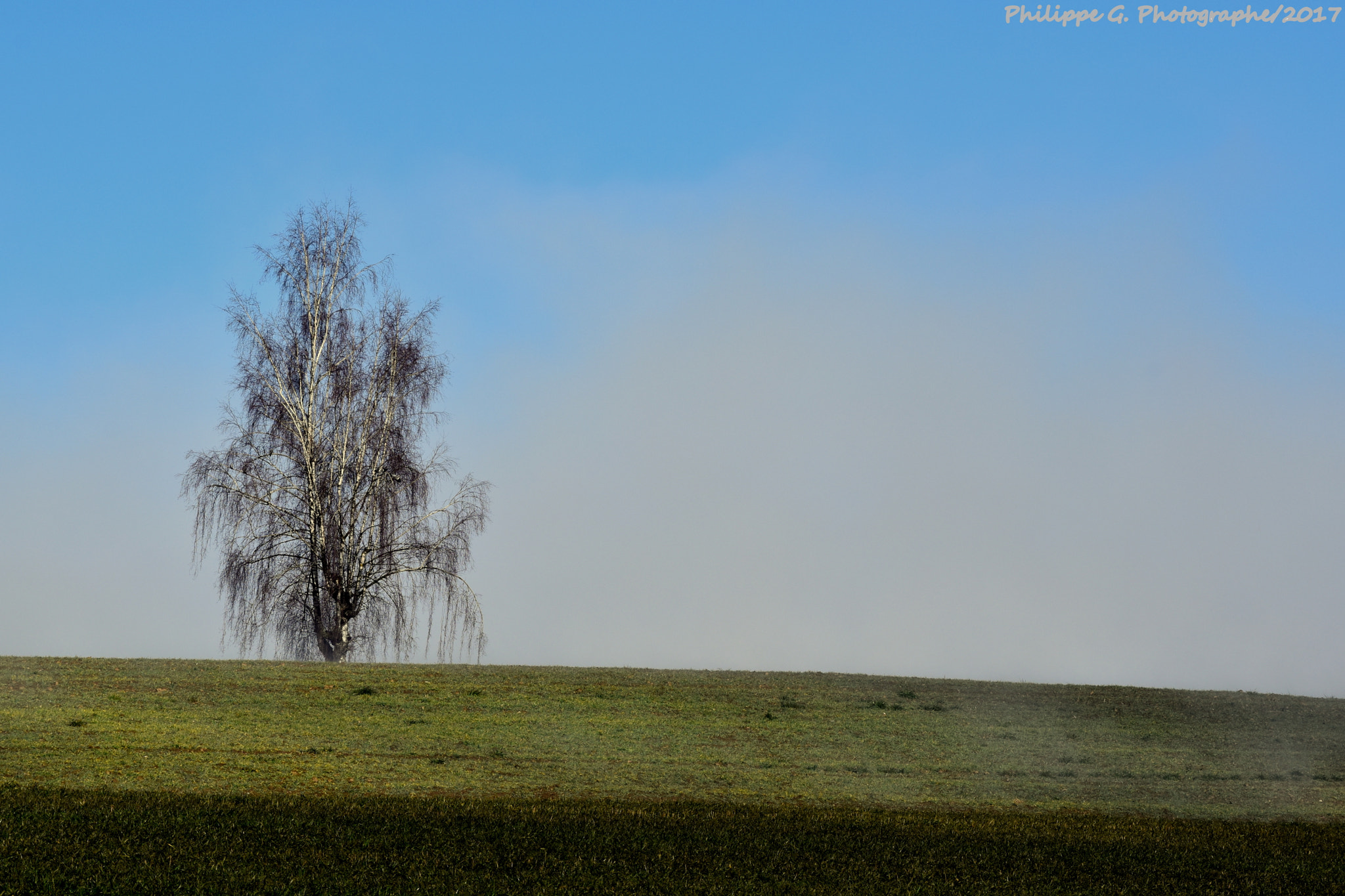 Nikon D5500 sample photo. Arbre solitaire dans la brûme photography