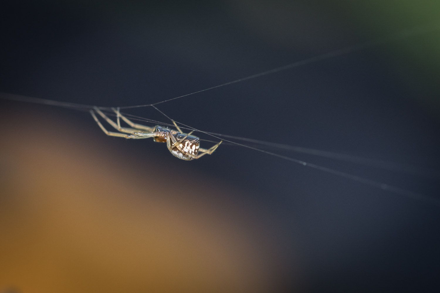 Sigma 105mm F2.8 EX DG OS HSM sample photo