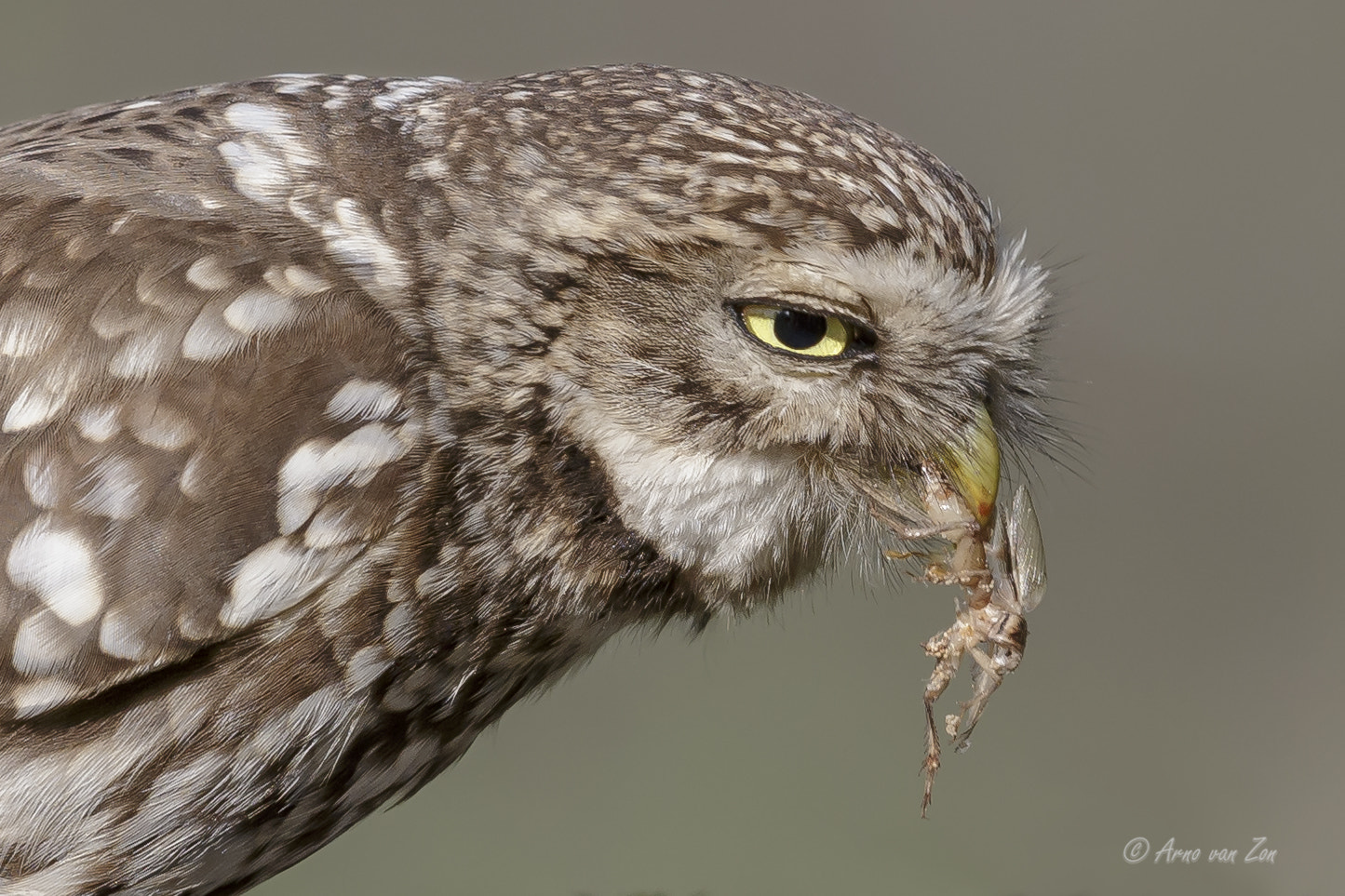 Canon EOS-1D X + Canon EF 600mm F4L IS II USM sample photo. Snack-time... photography