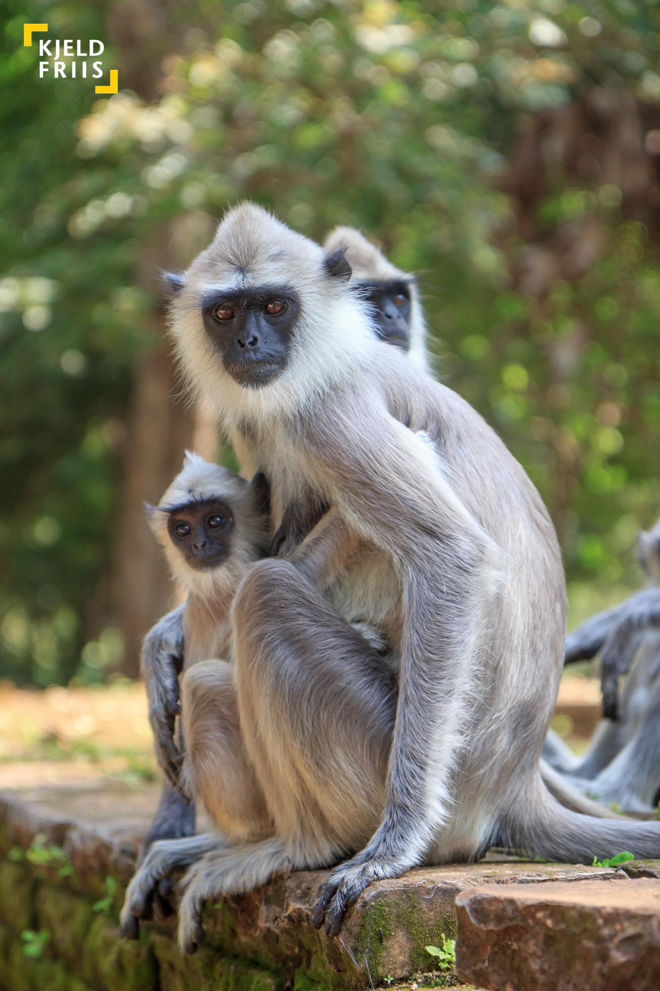 Canon EOS 600D (Rebel EOS T3i / EOS Kiss X5) sample photo. Mummy monkey photography