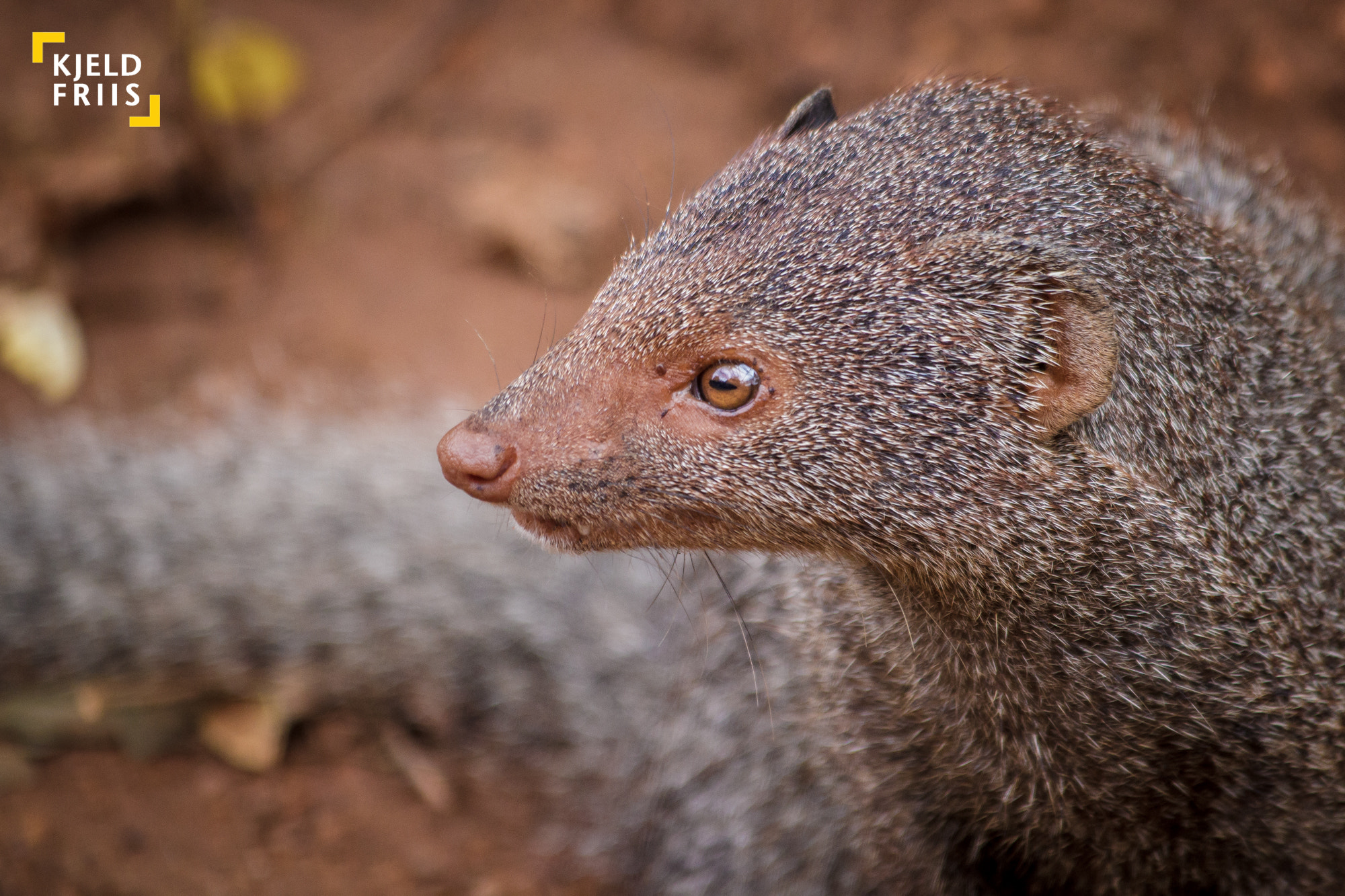 Canon EF 70-300mm F4-5.6 IS USM sample photo. Ruddy mongoose close up photography