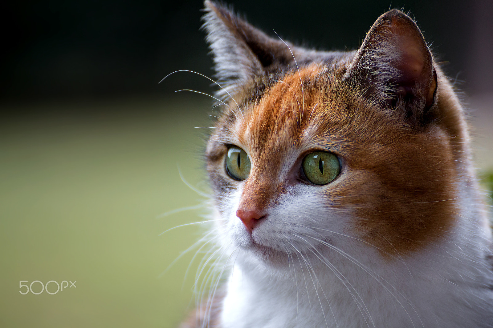 Tamron SP 35mm F1.8 Di VC USD sample photo. Maja portrait photography