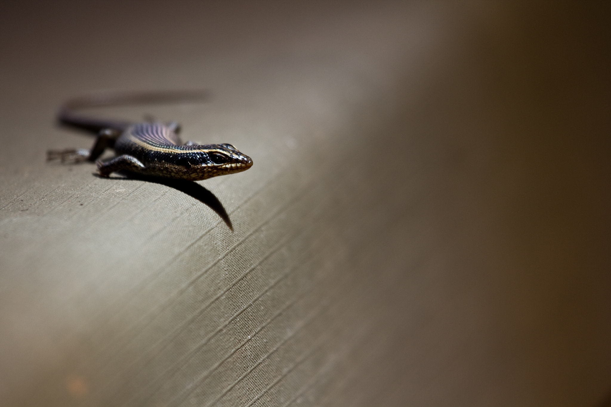 Canon EF 100-400mm F4.5-5.6L IS USM sample photo. Lizard photography