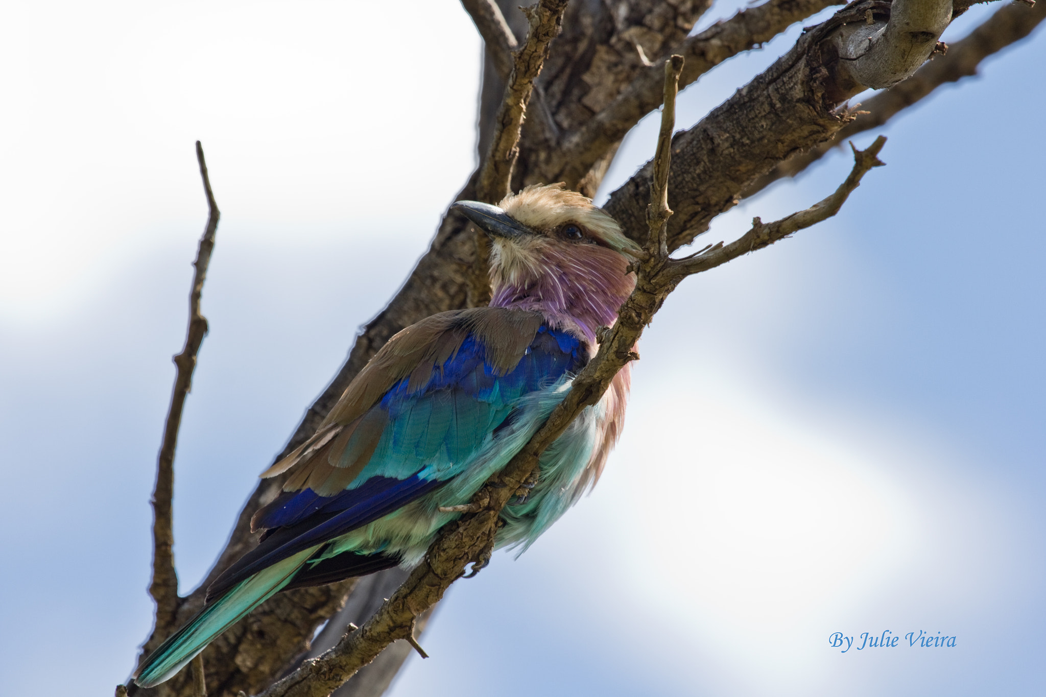 Canon EOS 60D sample photo. Lilac breasted roller photography