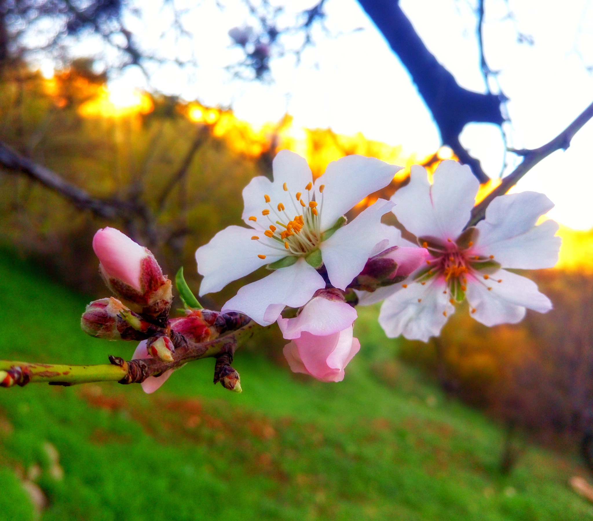 Meizu MX5 sample photo. Blooming photography