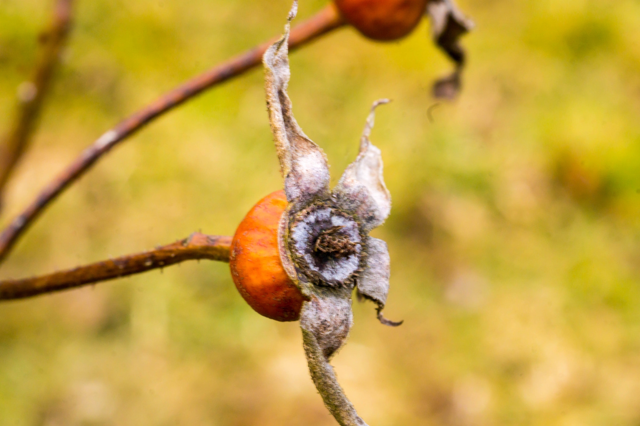 Sony a6000 + MACRO 50mm F2.8 sample photo. Vorfrühlings-hagebutte photography