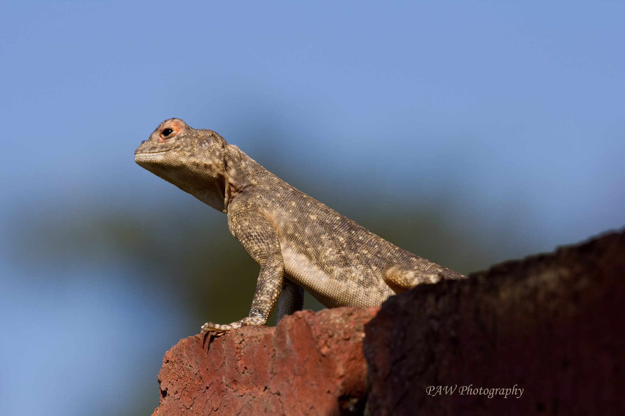 Canon EF 100-400mm F4.5-5.6L IS USM sample photo. Lizard photography