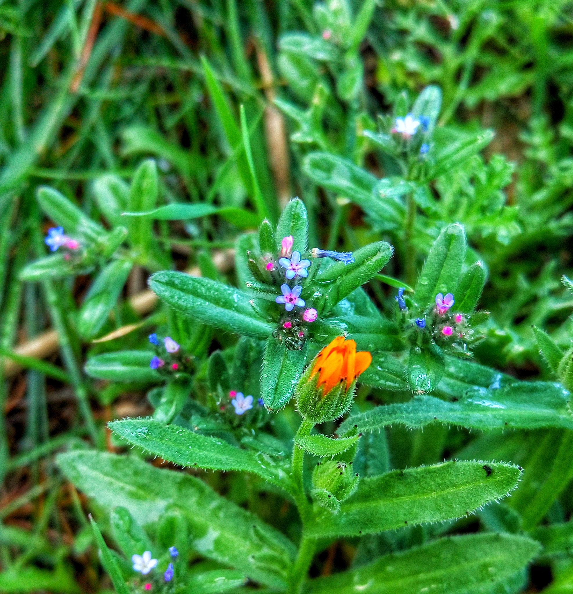 Meizu MX5 sample photo. Early flowers photography