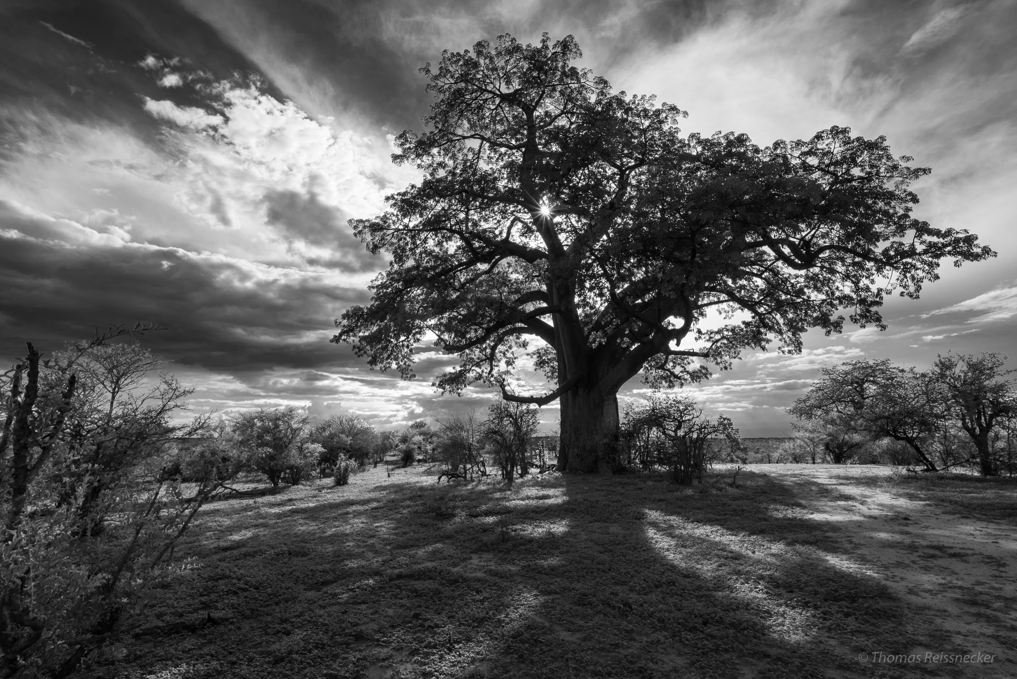 Sony a7S + Sony Vario-Tessar T* FE 16-35mm F4 ZA OSS sample photo. Baobab tree near victoria falls photography