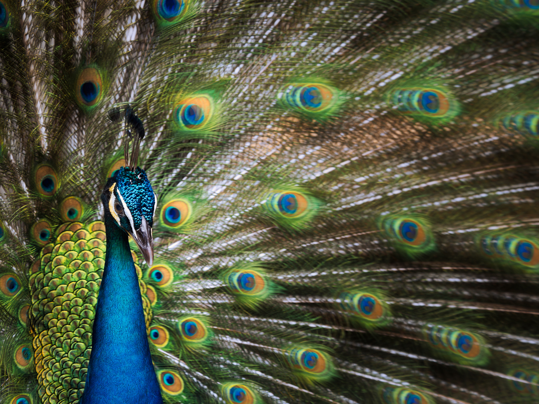 Olympus OM-D E-M1 Mark II + Olympus M.Zuiko Digital ED 40-150mm F2.8 Pro sample photo. Peacock photography