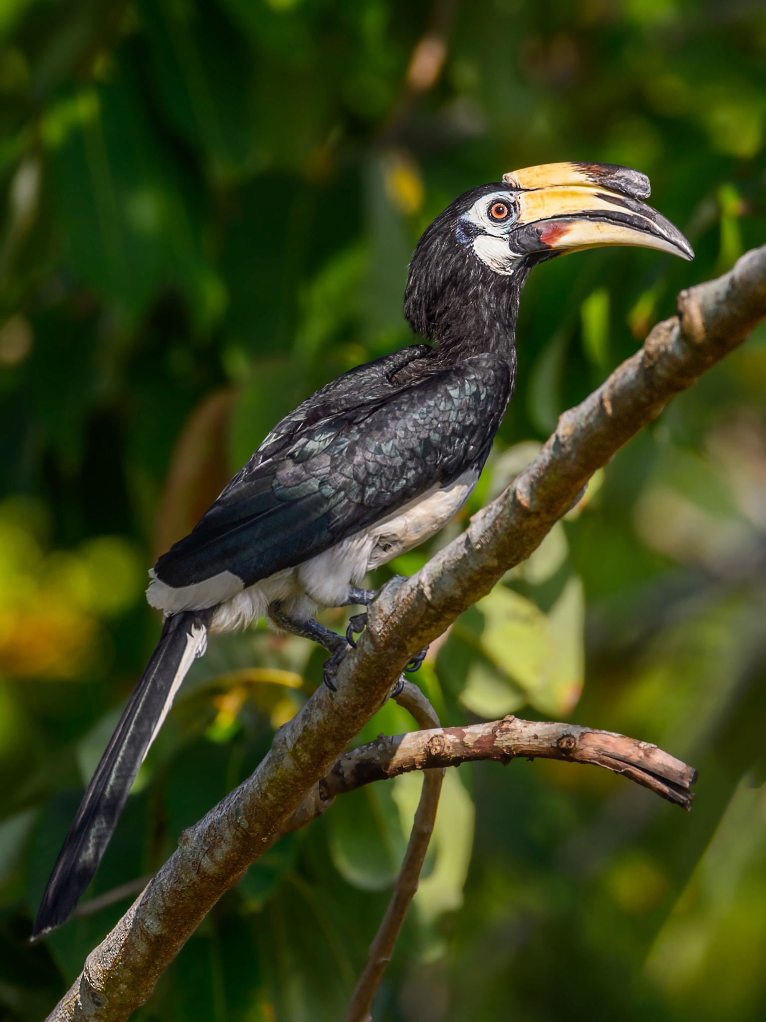Nikon AF-S Nikkor 600mm F4E FL ED VR sample photo. উদয পকরধনশ oriental pied hornbill anthracoceros albirostris photography