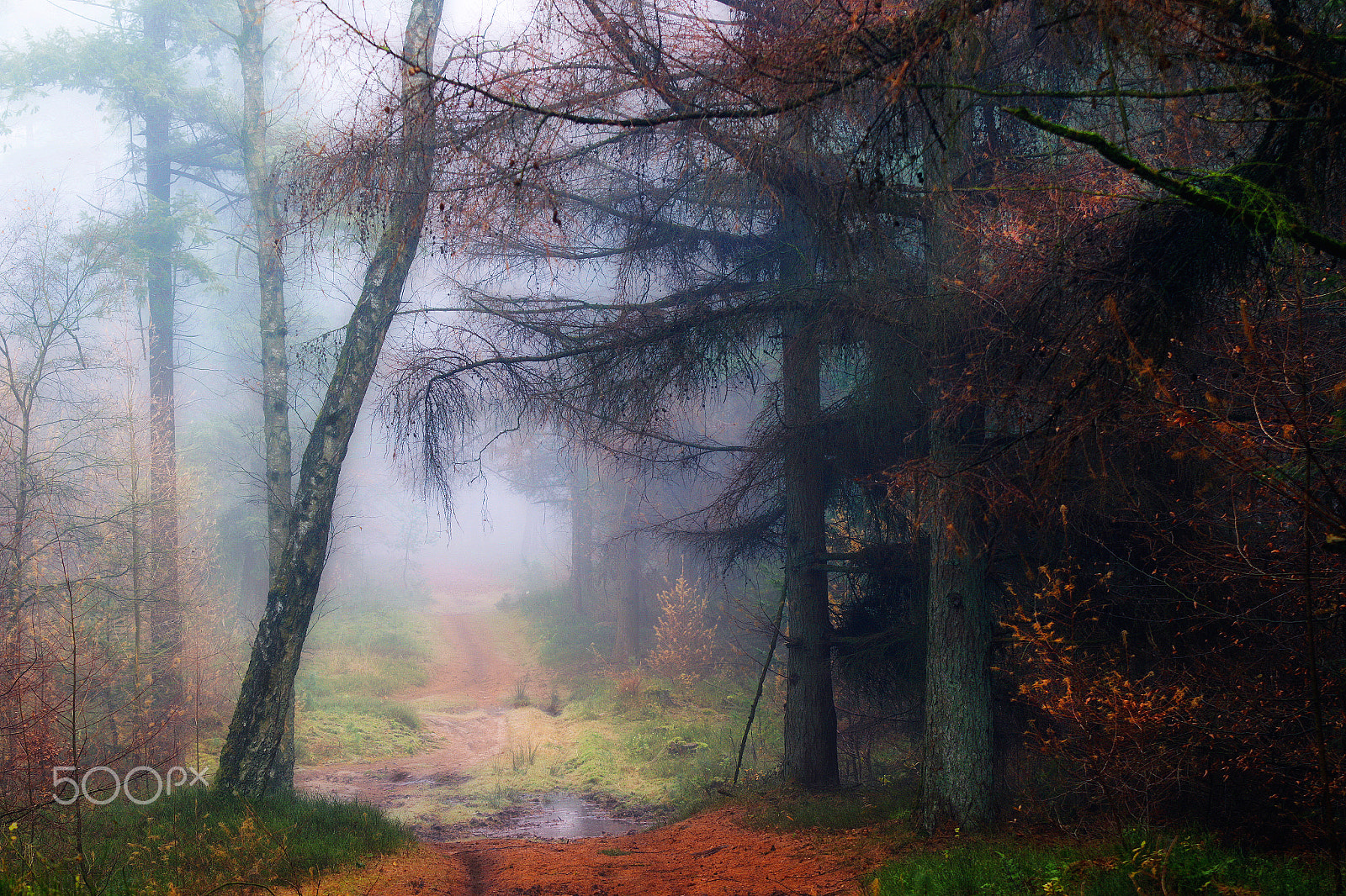Canon EF 70-200mm F2.8L USM sample photo. The smell of rain in forest (petrichor) photography