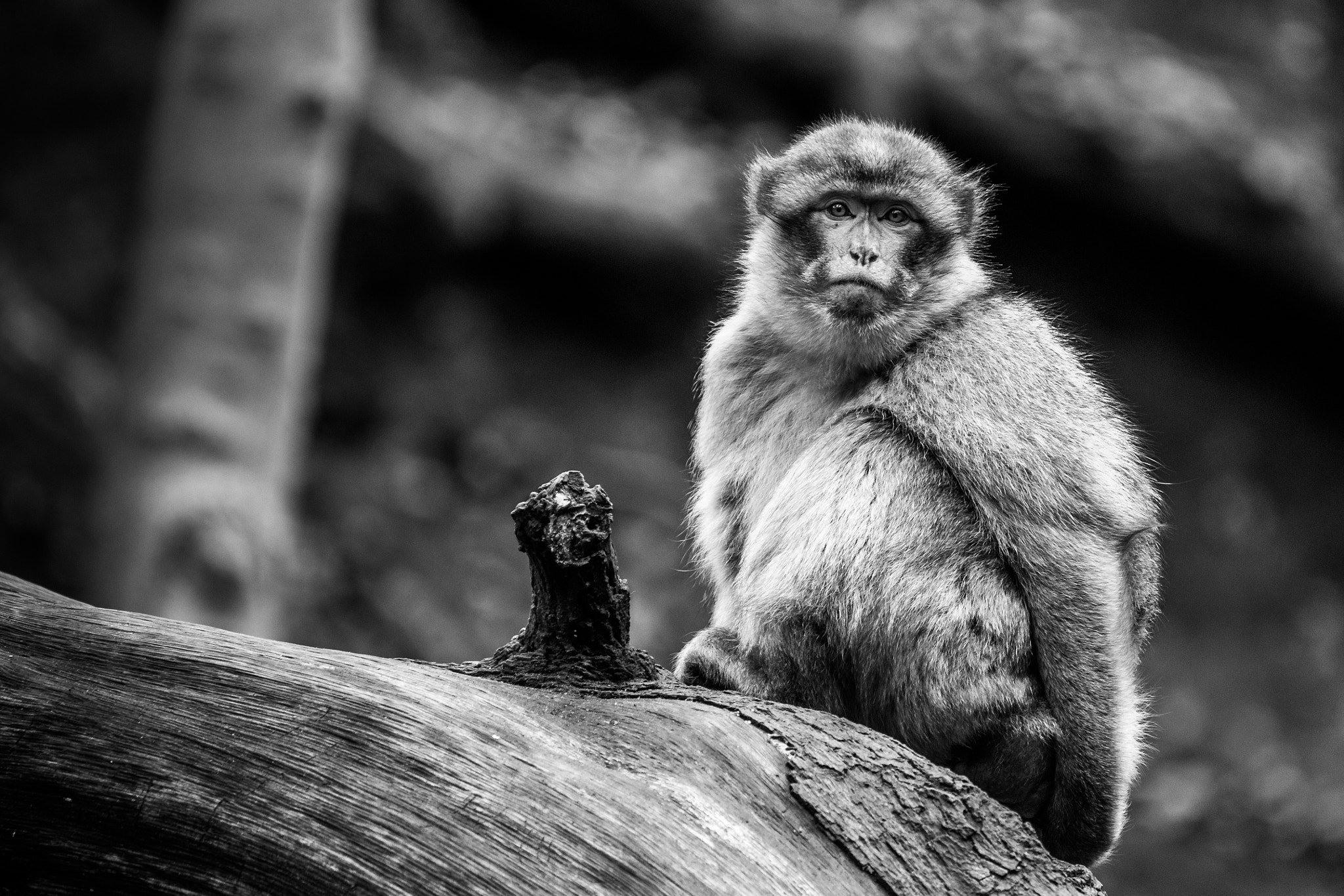 150-600mm F5-6.3 DG OS HSM | Contemporary 015 sample photo. Just a monkey  photography