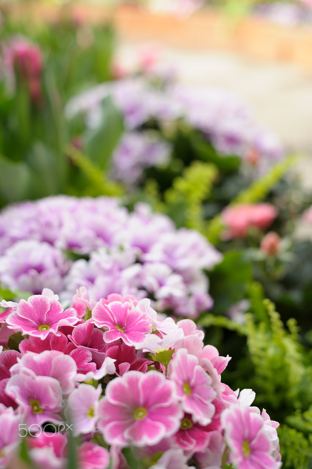 Nikon D3S + Nikon AF-S Nikkor 50mm F1.8G sample photo. Colored flowers photography