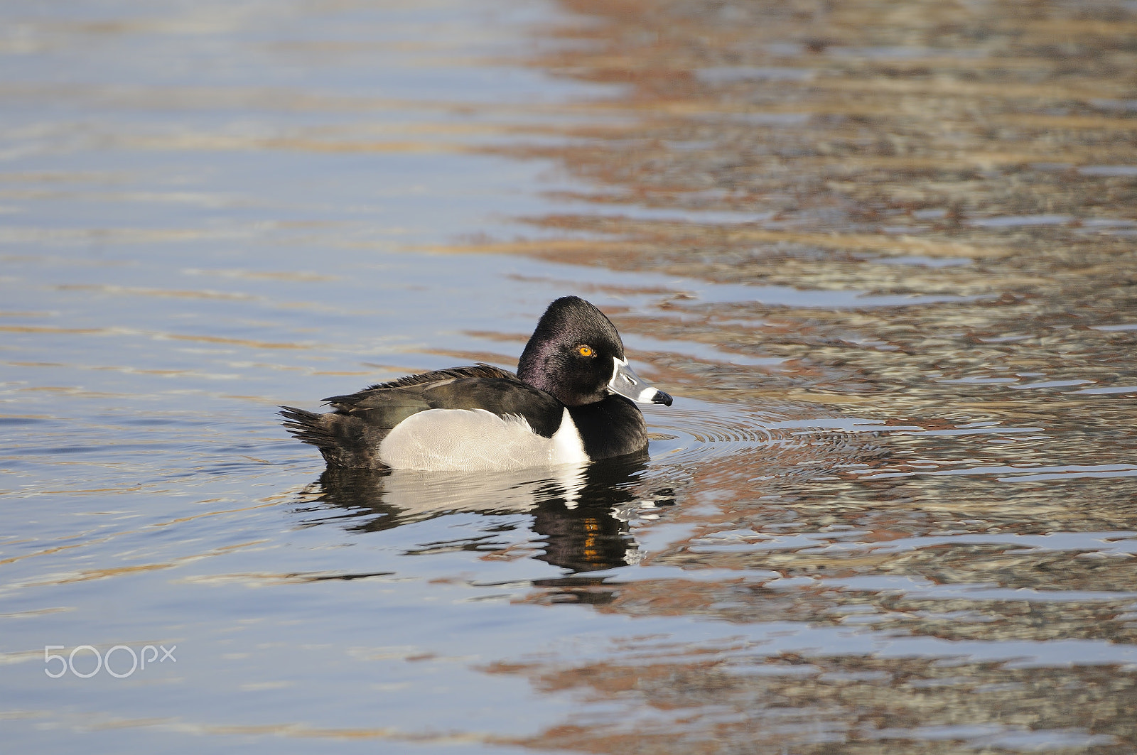 Nikon D300S sample photo. Ring-necked duck photography