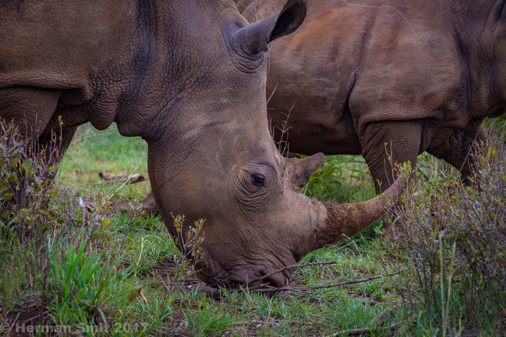 Nikon D7200 + Sigma 150-500mm F5-6.3 DG OS HSM sample photo. Rhino photography